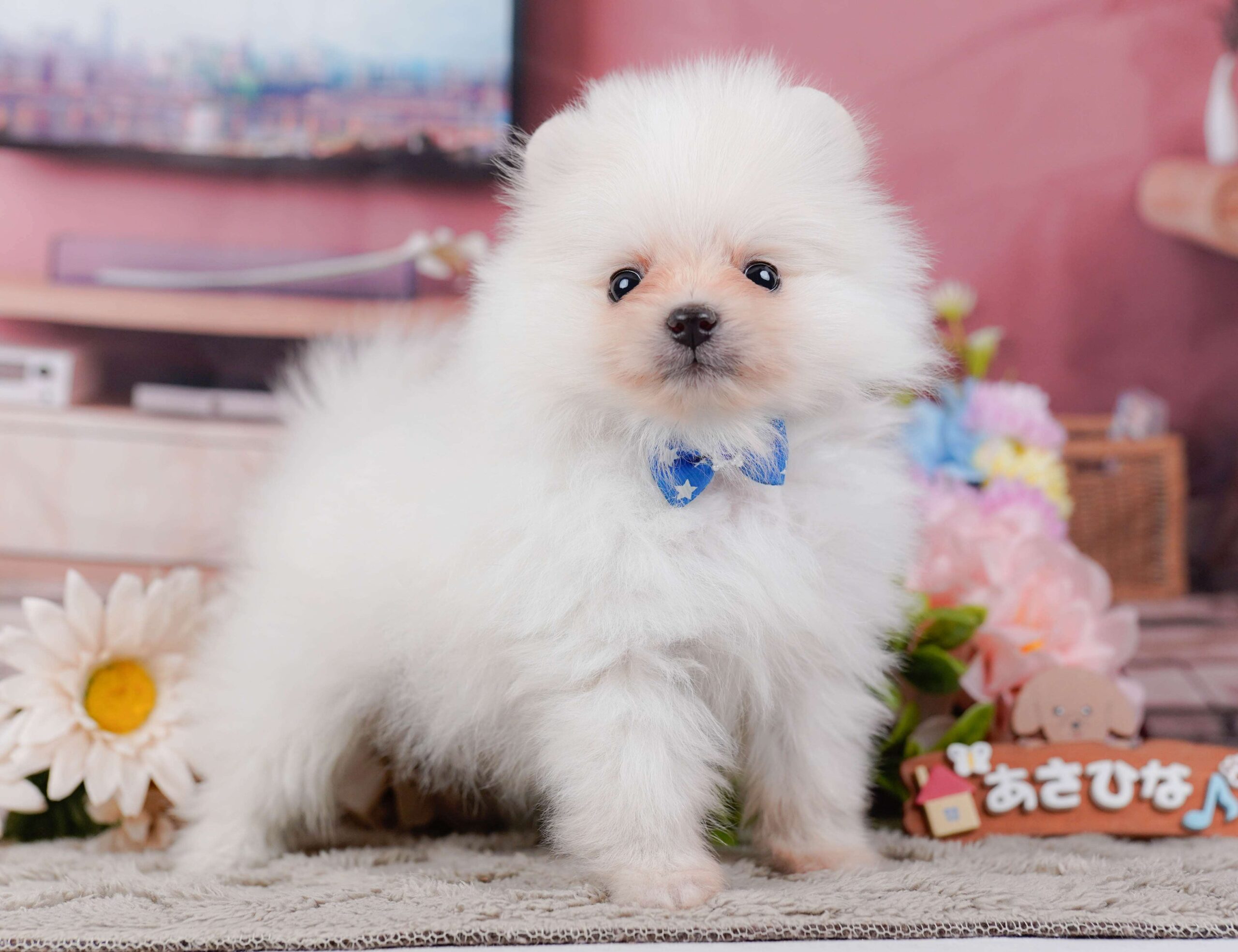 ポメラニアン | 男の子 | ホワイト | 2026年1月28日