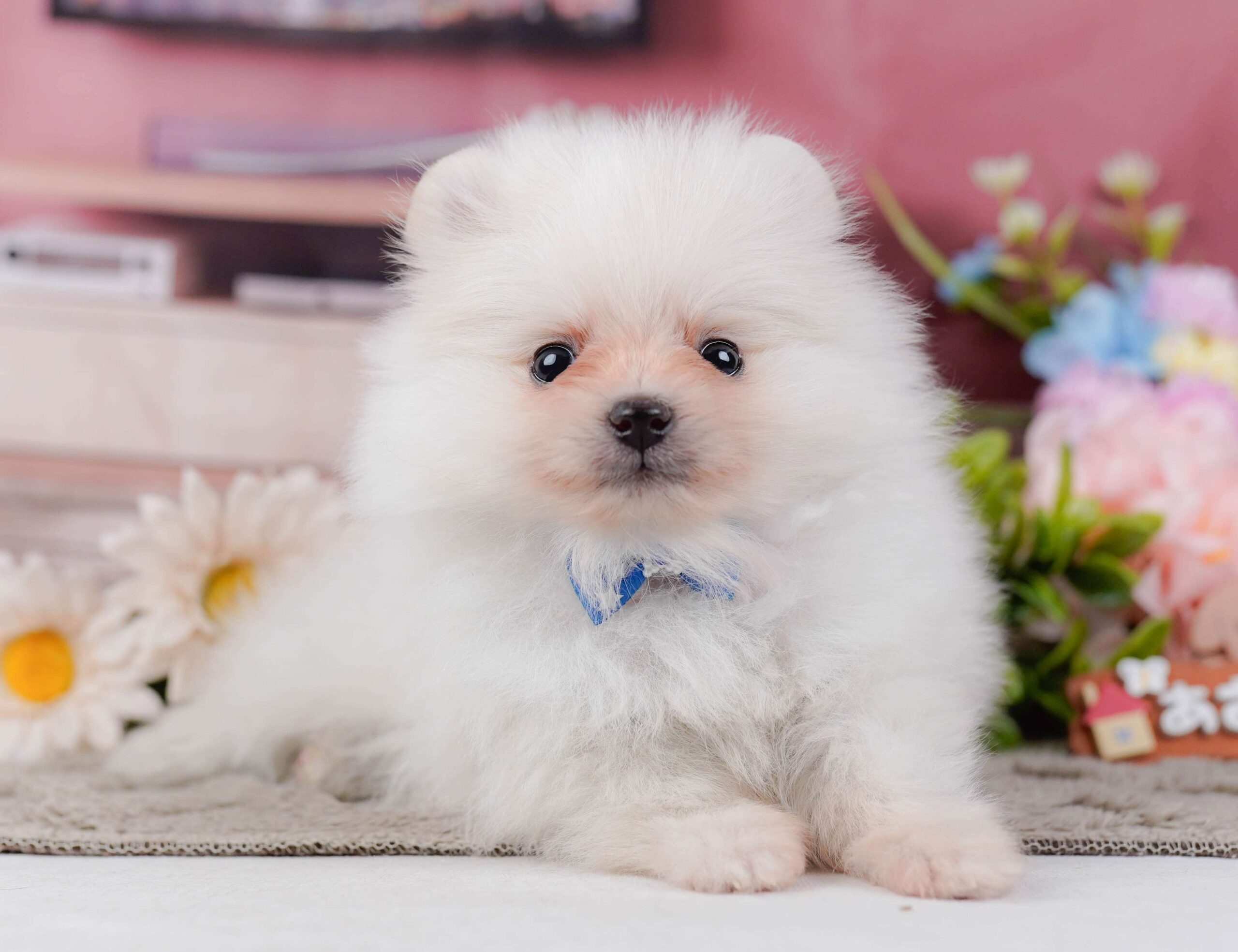 ポメラニアン | 男の子 | ホワイト | 2026年1月28日