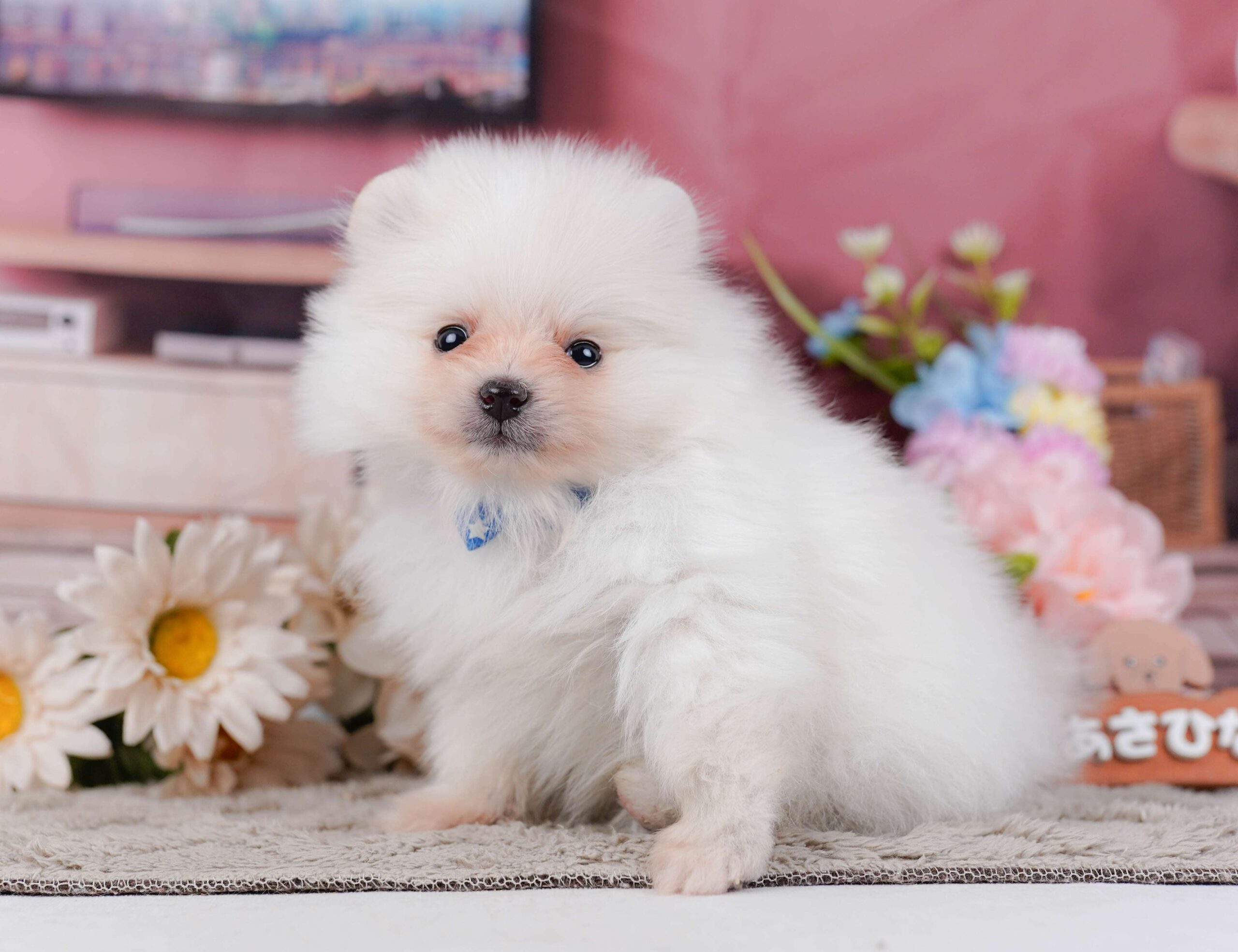 ポメラニアン | 男の子 | ホワイト | 2026年1月28日