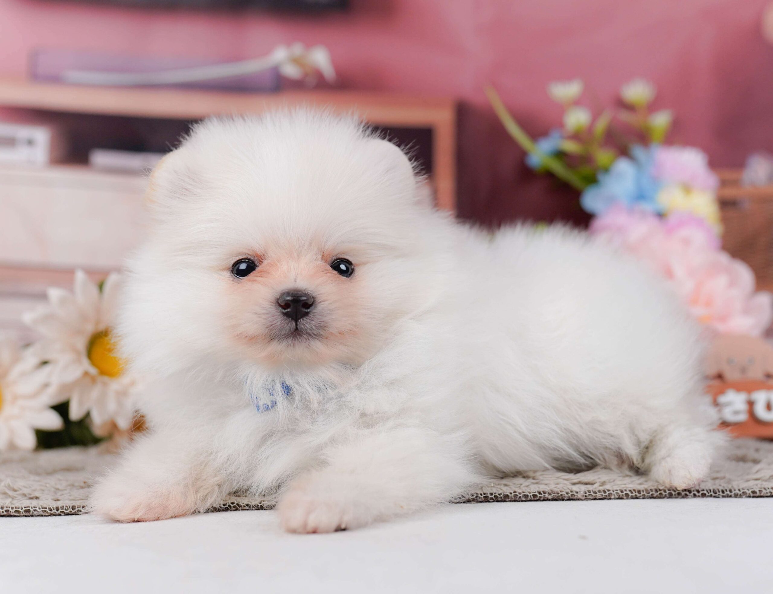 ポメラニアン | 男の子 | ホワイト | 2026年1月28日