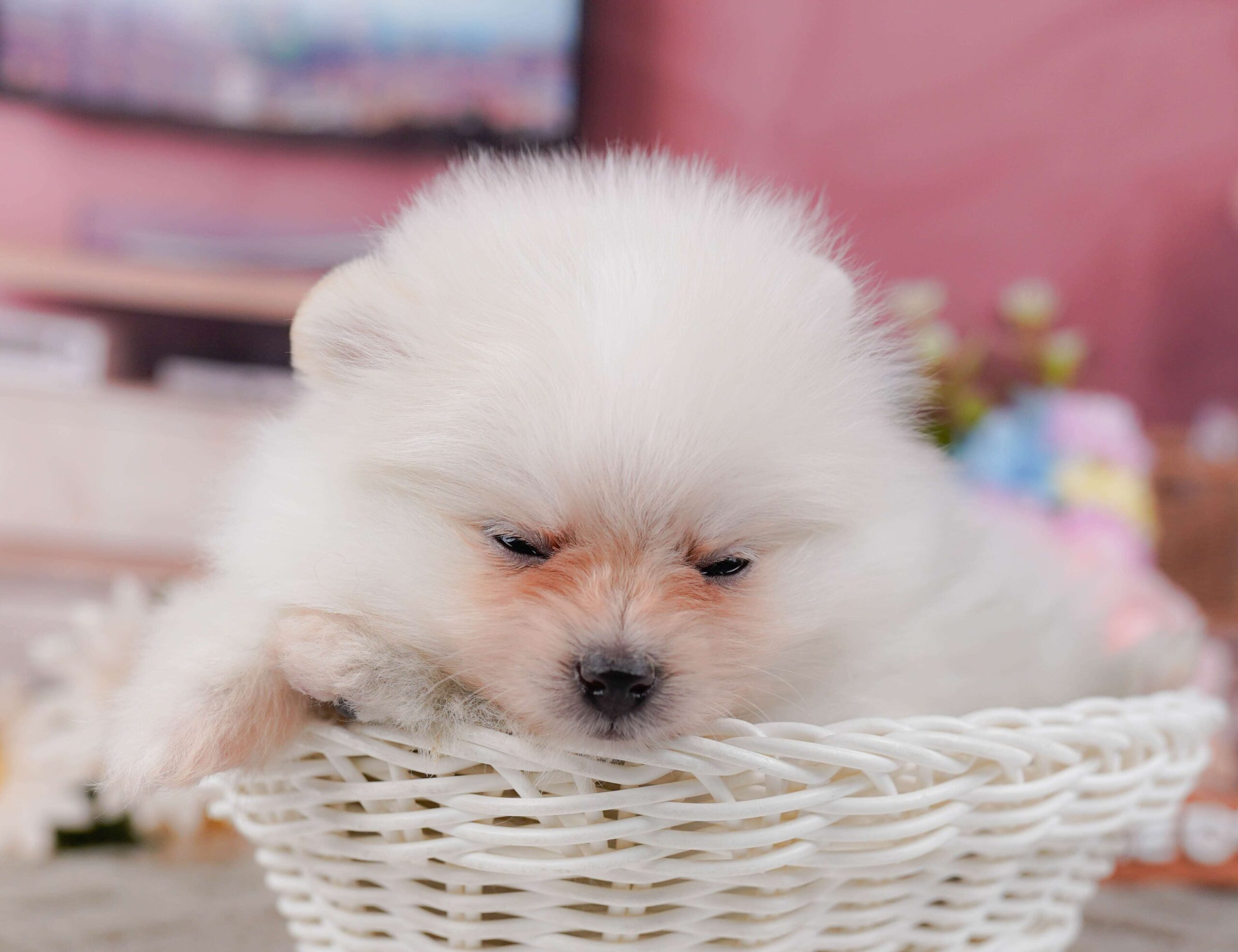 ポメラニアン | 男の子 | ホワイト | 2026年1月28日