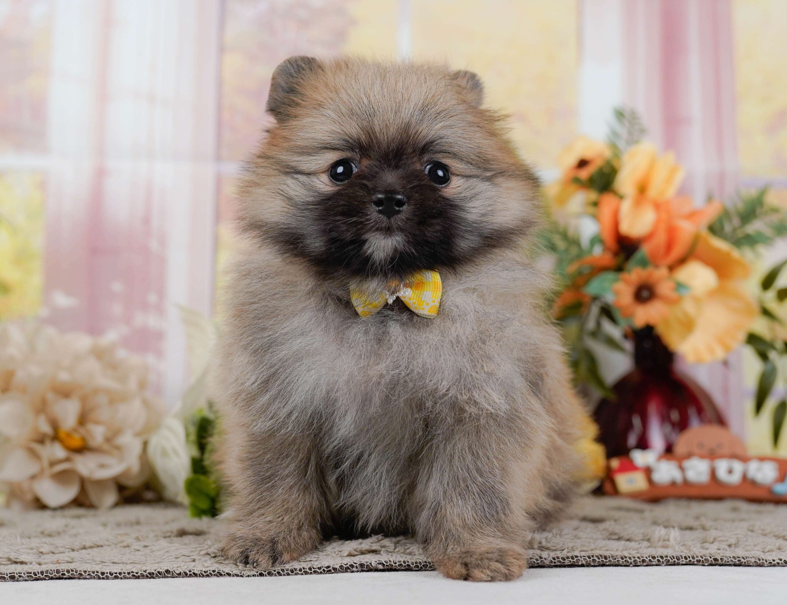 ポメラニアン | 女の子 | オレンジ | 2026年1月28日