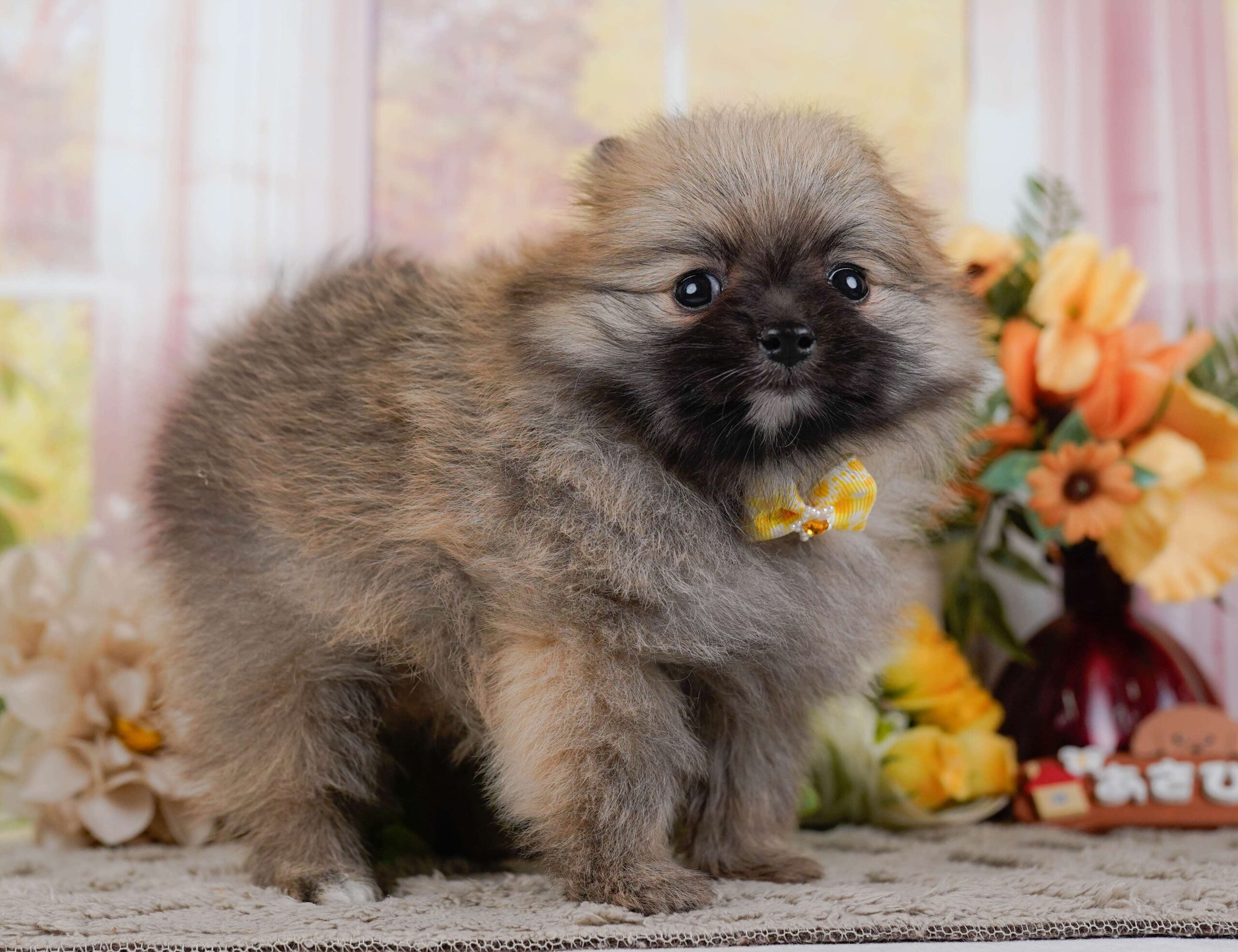 ポメラニアン | 女の子 | オレンジ | 2026年1月28日