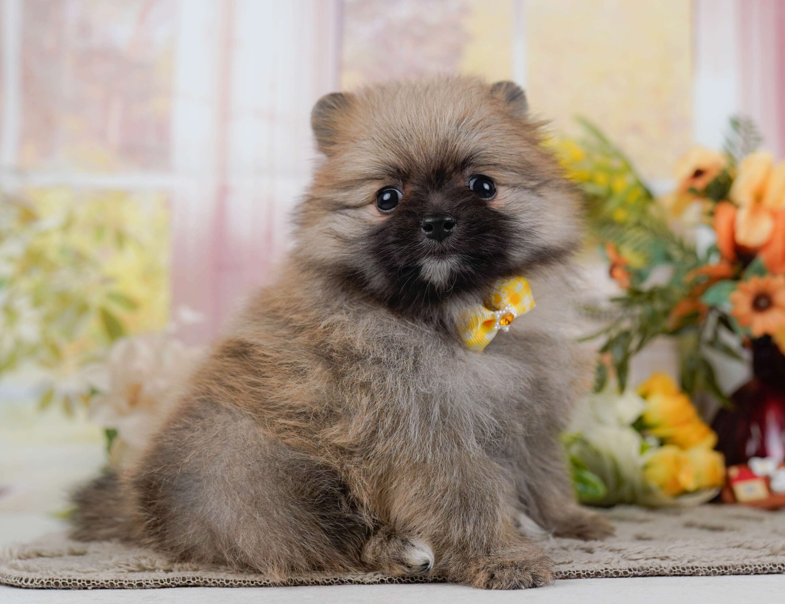 ポメラニアン | 女の子 | オレンジ | 2026年1月28日