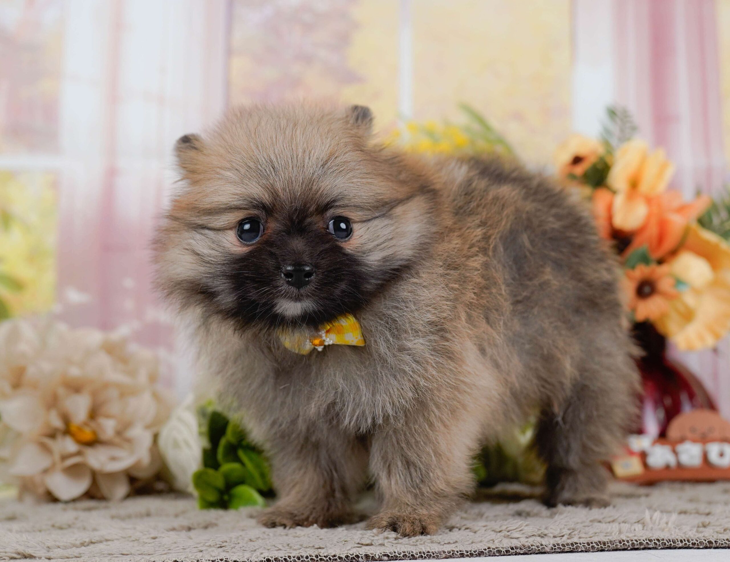 ポメラニアン | 女の子 | オレンジ | 2026年1月28日