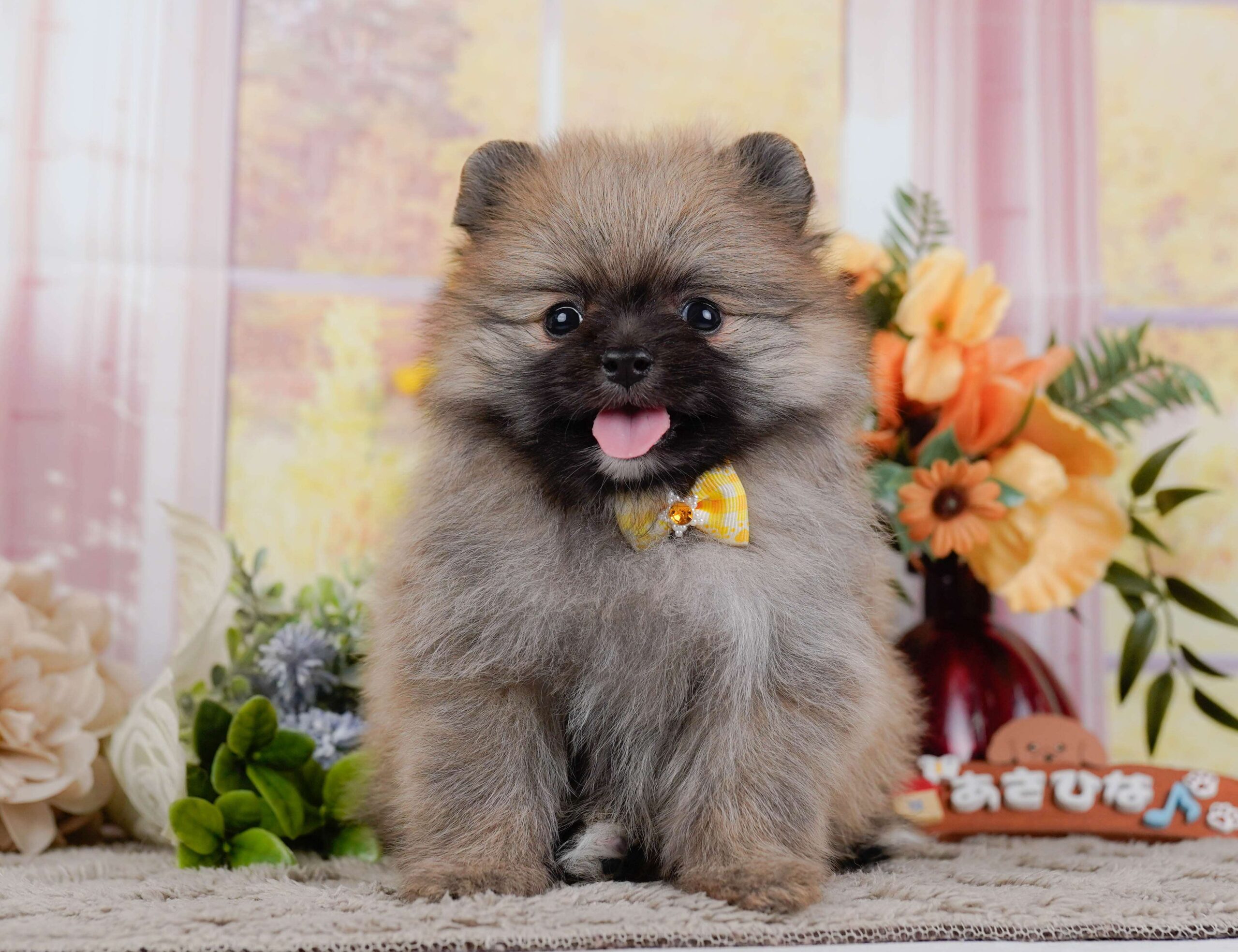 ポメラニアン | 女の子 | オレンジ | 2026年1月28日