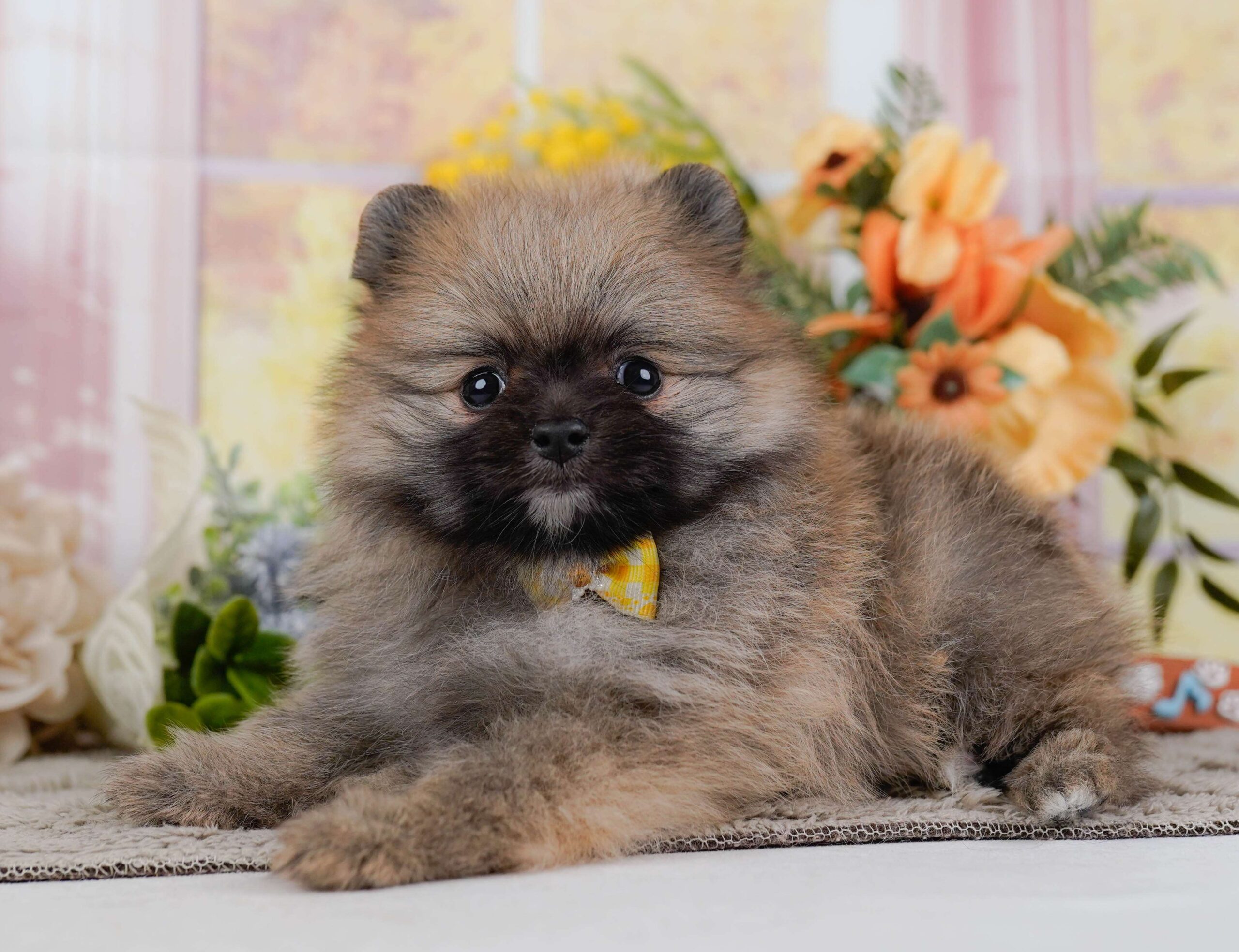 ポメラニアン | 女の子 | オレンジ | 2026年1月28日