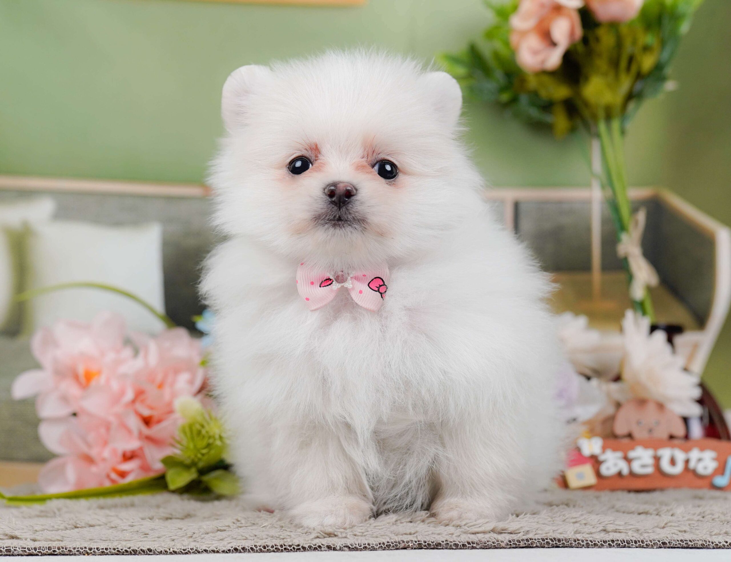 ポメラニアン | 女の子 | ホワイト | 2026年1月28日