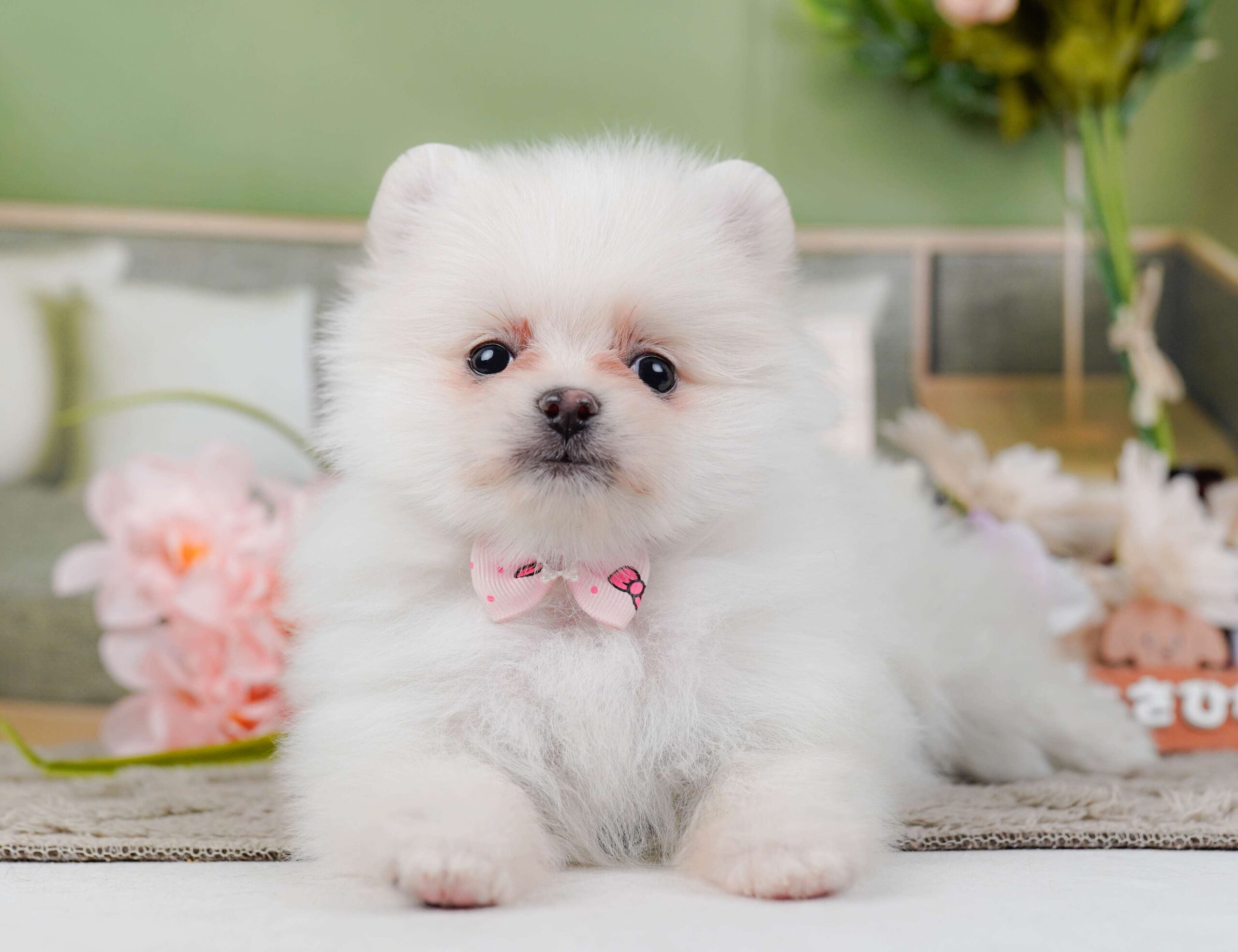 ポメラニアン | 女の子 | ホワイト | 2026年1月28日