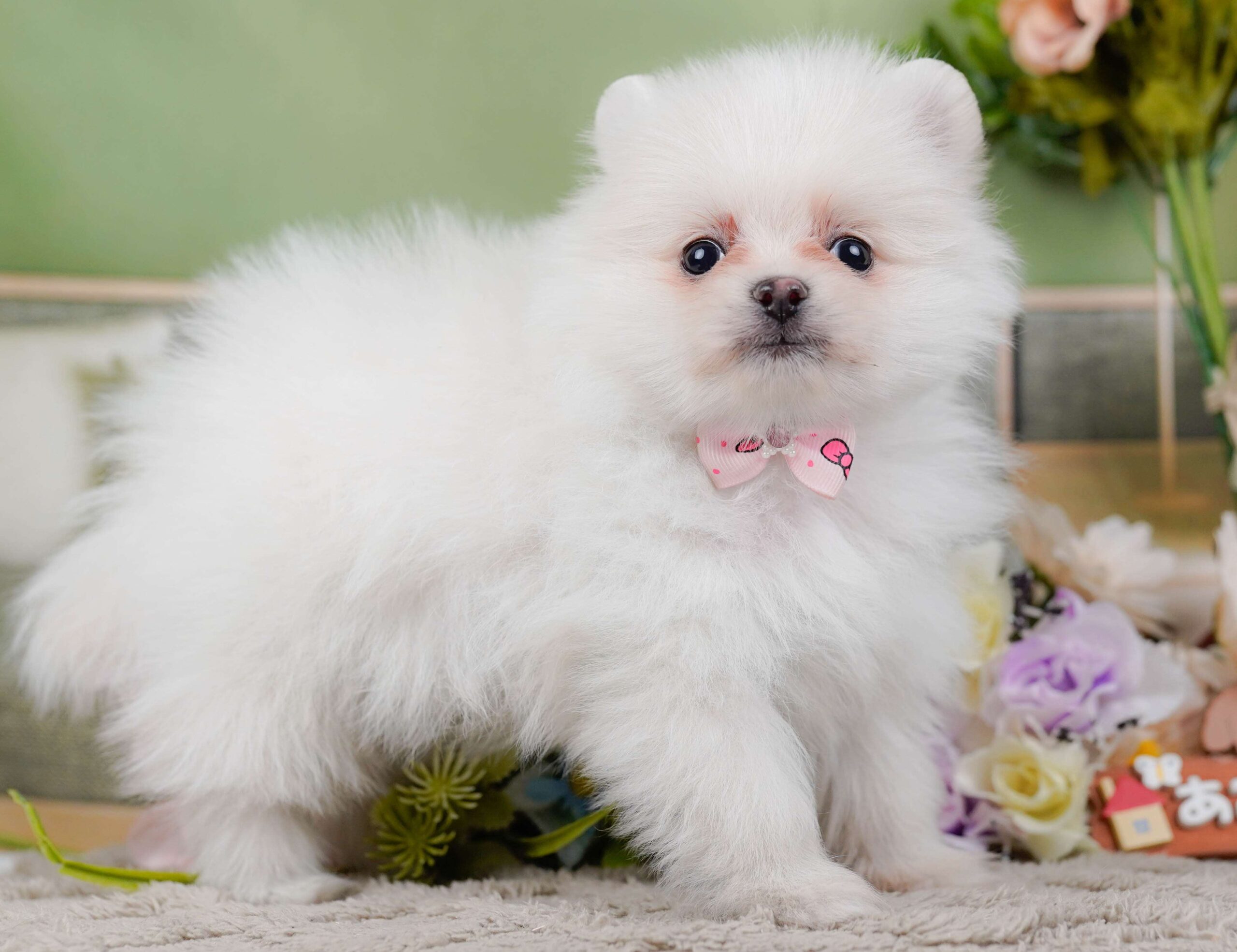 ポメラニアン | 女の子 | ホワイト | 2026年1月28日