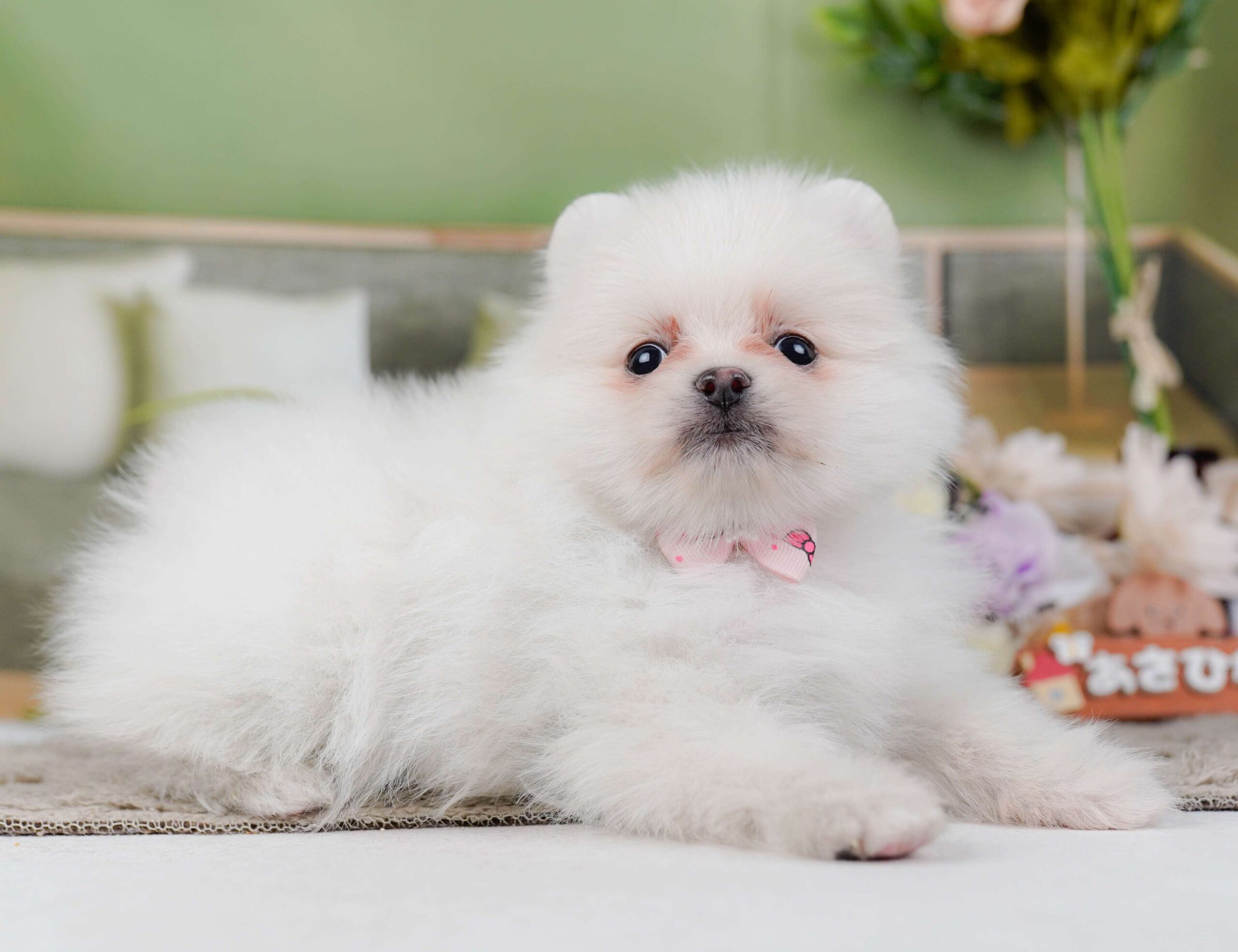 ポメラニアン | 女の子 | ホワイト | 2026年1月28日