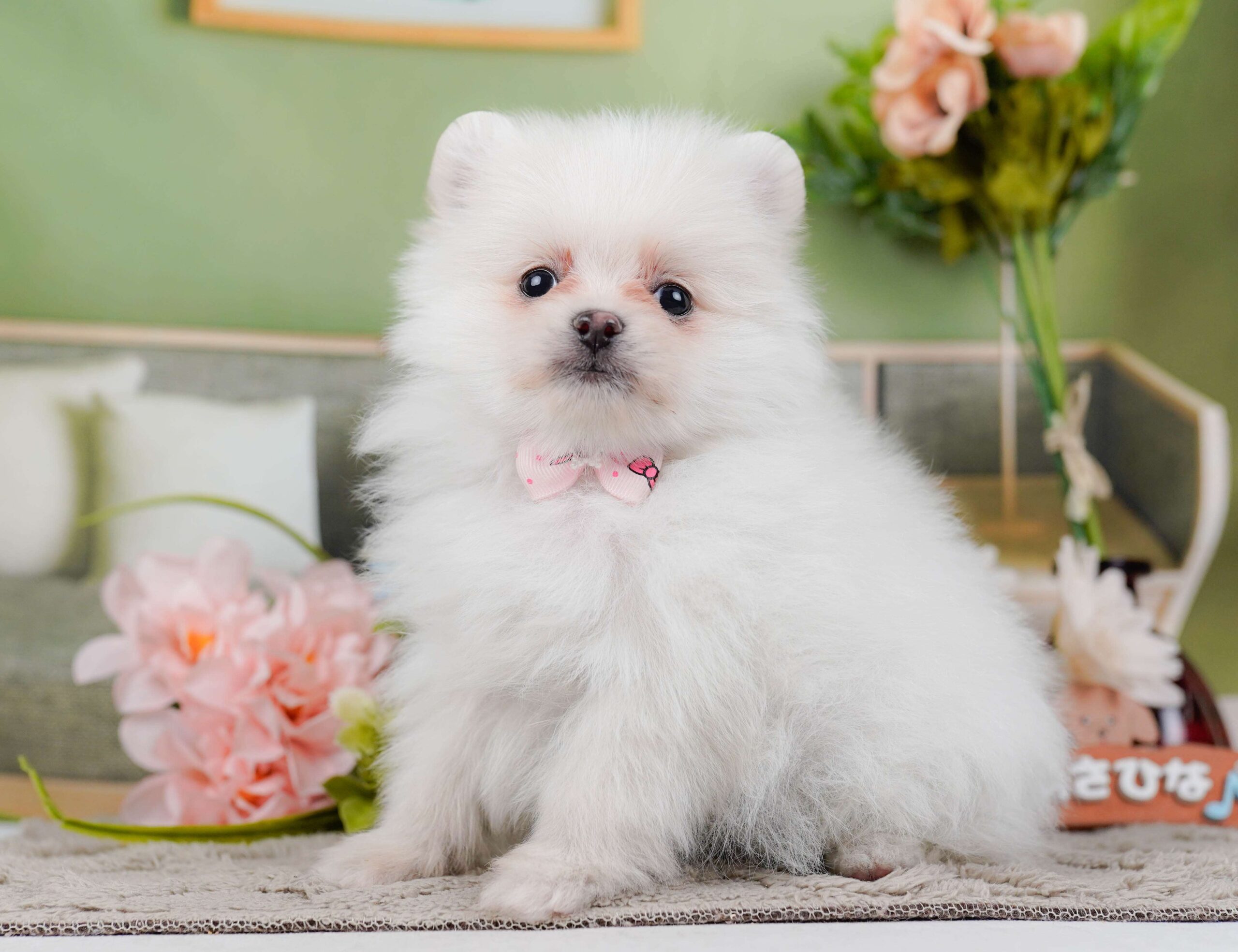 ポメラニアン | 女の子 | ホワイト | 2026年1月28日