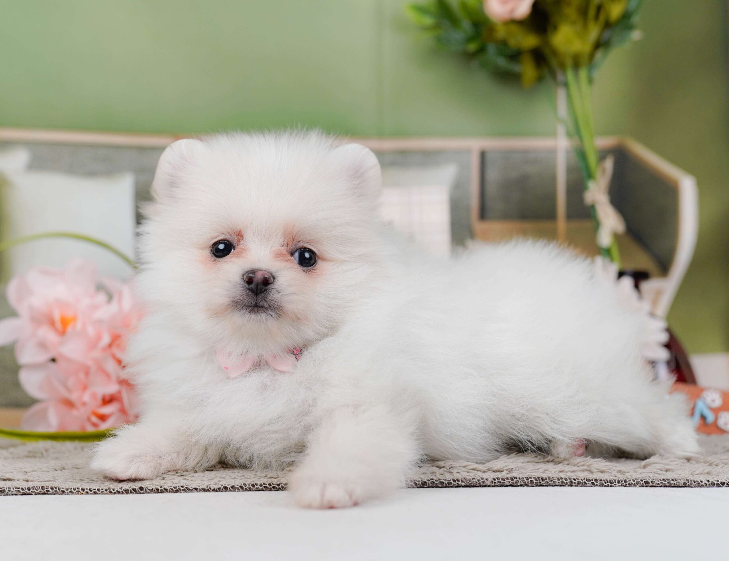 ポメラニアン | 女の子 | ホワイト | 2026年1月28日