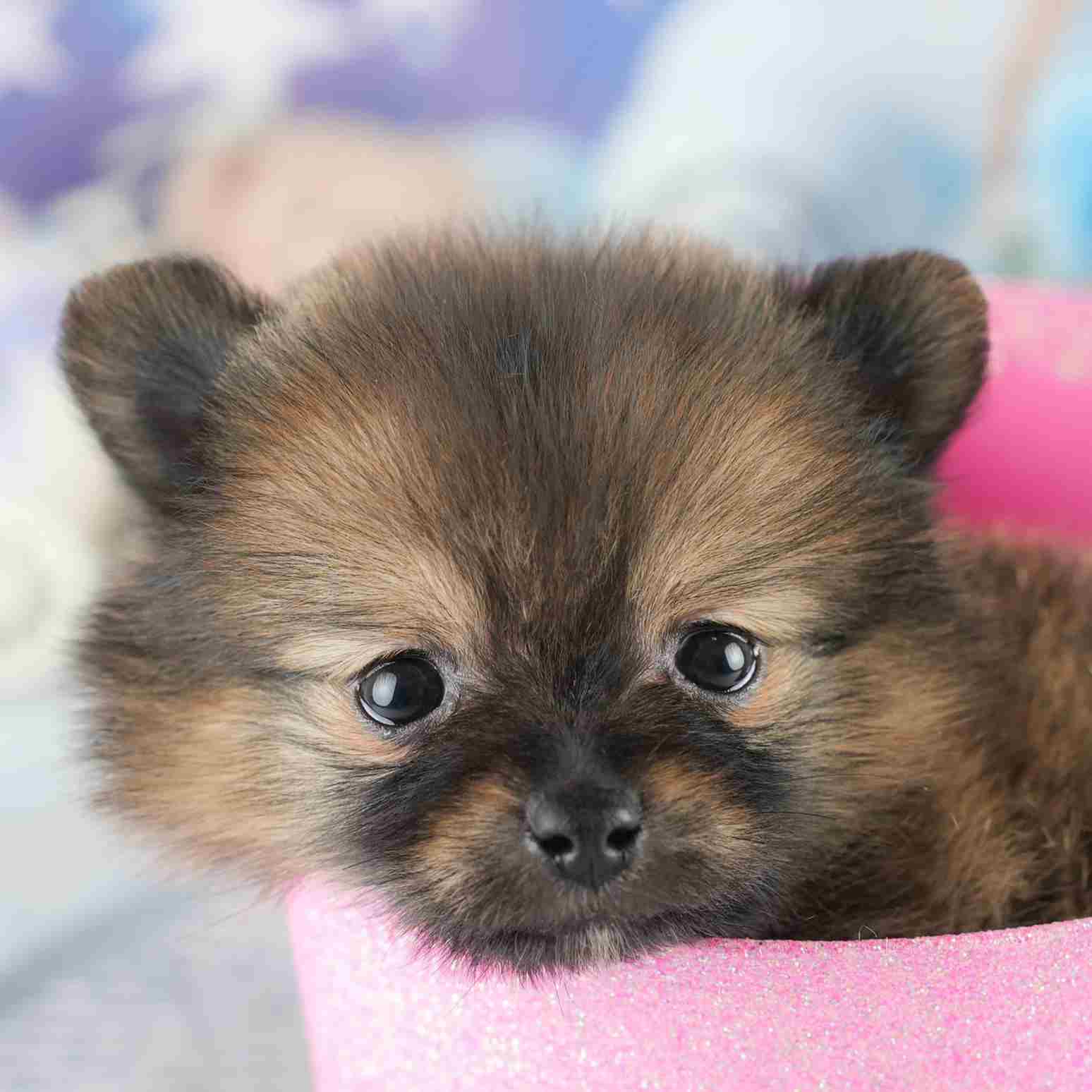 ポメラニアン | 女の子 | オレンジセーブル | 2026年1月28日