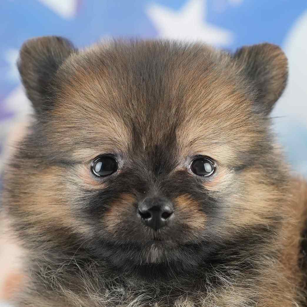 ポメラニアン | 女の子 | オレンジセーブル | 2026年1月28日