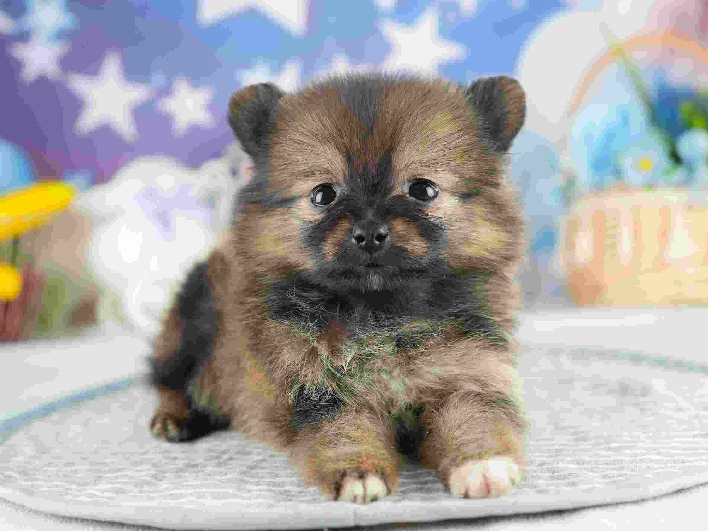 ポメラニアン | 女の子 | オレンジセーブル | 2026年1月28日