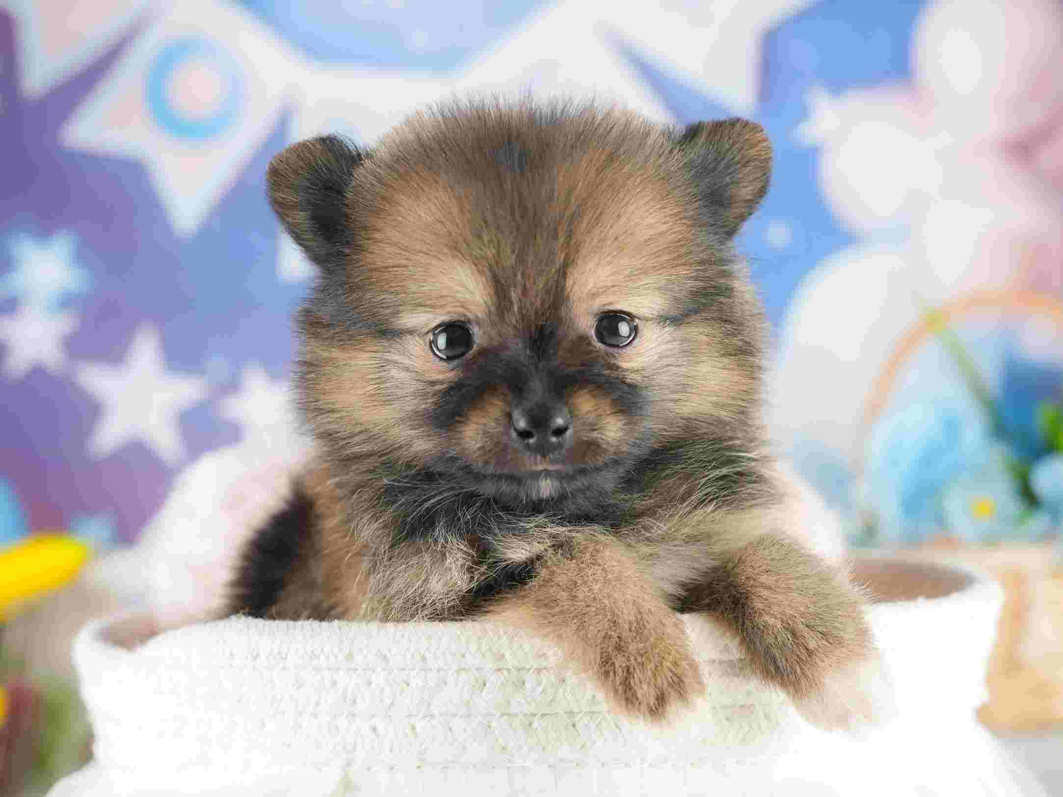 ポメラニアン | 女の子 | オレンジセーブル | 2026年1月28日