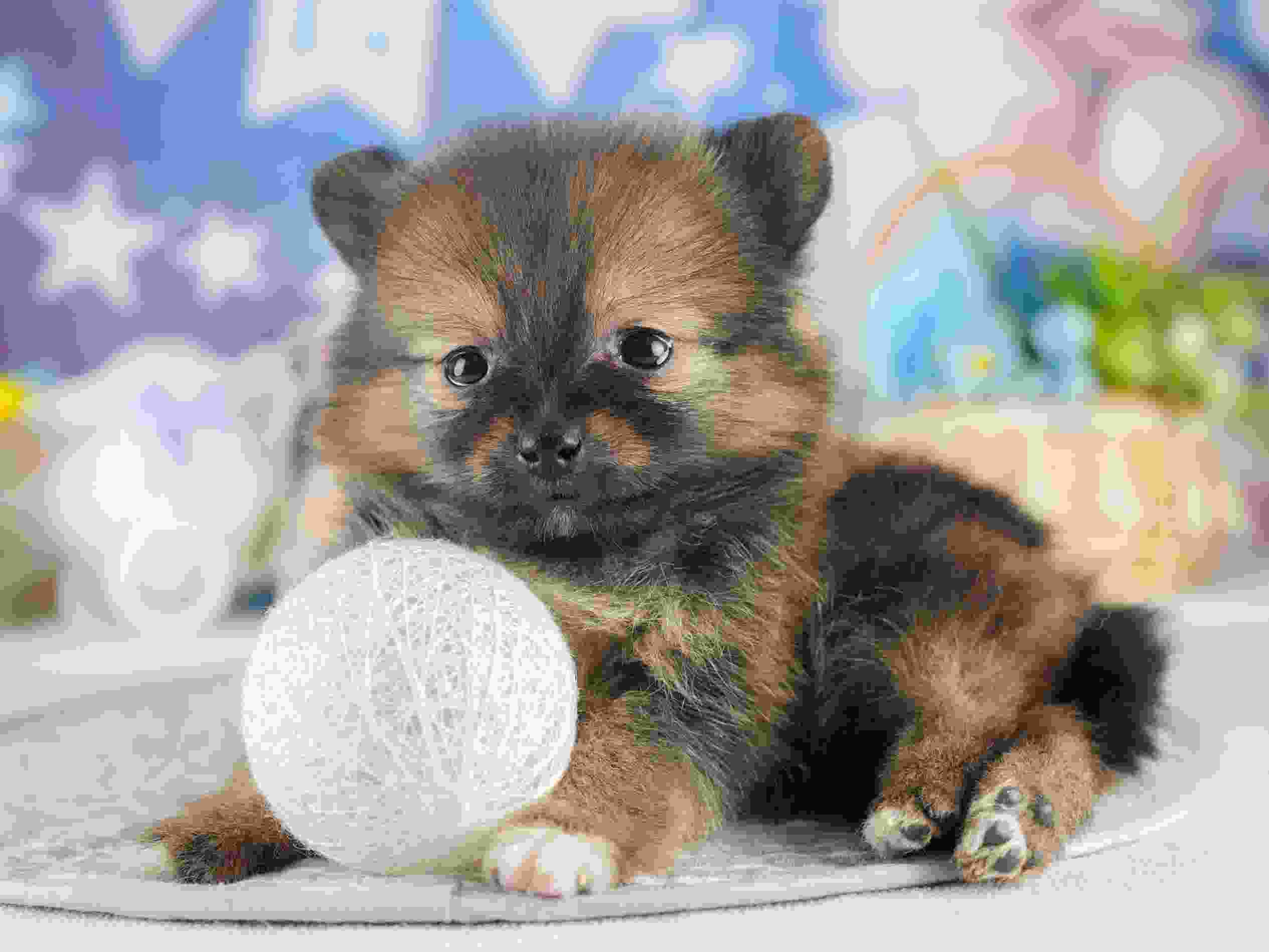 ポメラニアン | 女の子 | オレンジセーブル | 2026年1月28日