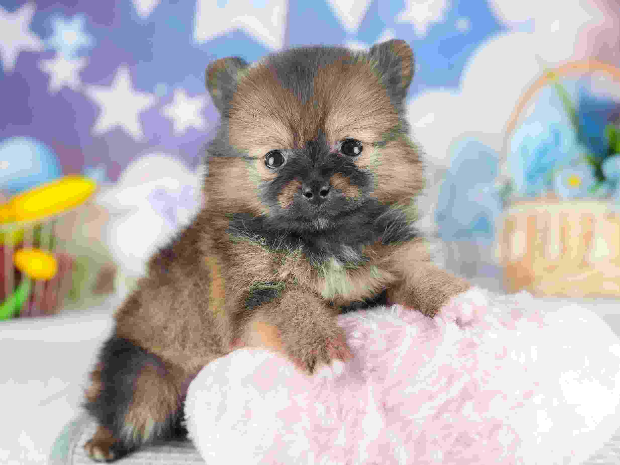 ポメラニアン | 女の子 | オレンジセーブル | 2026年1月28日