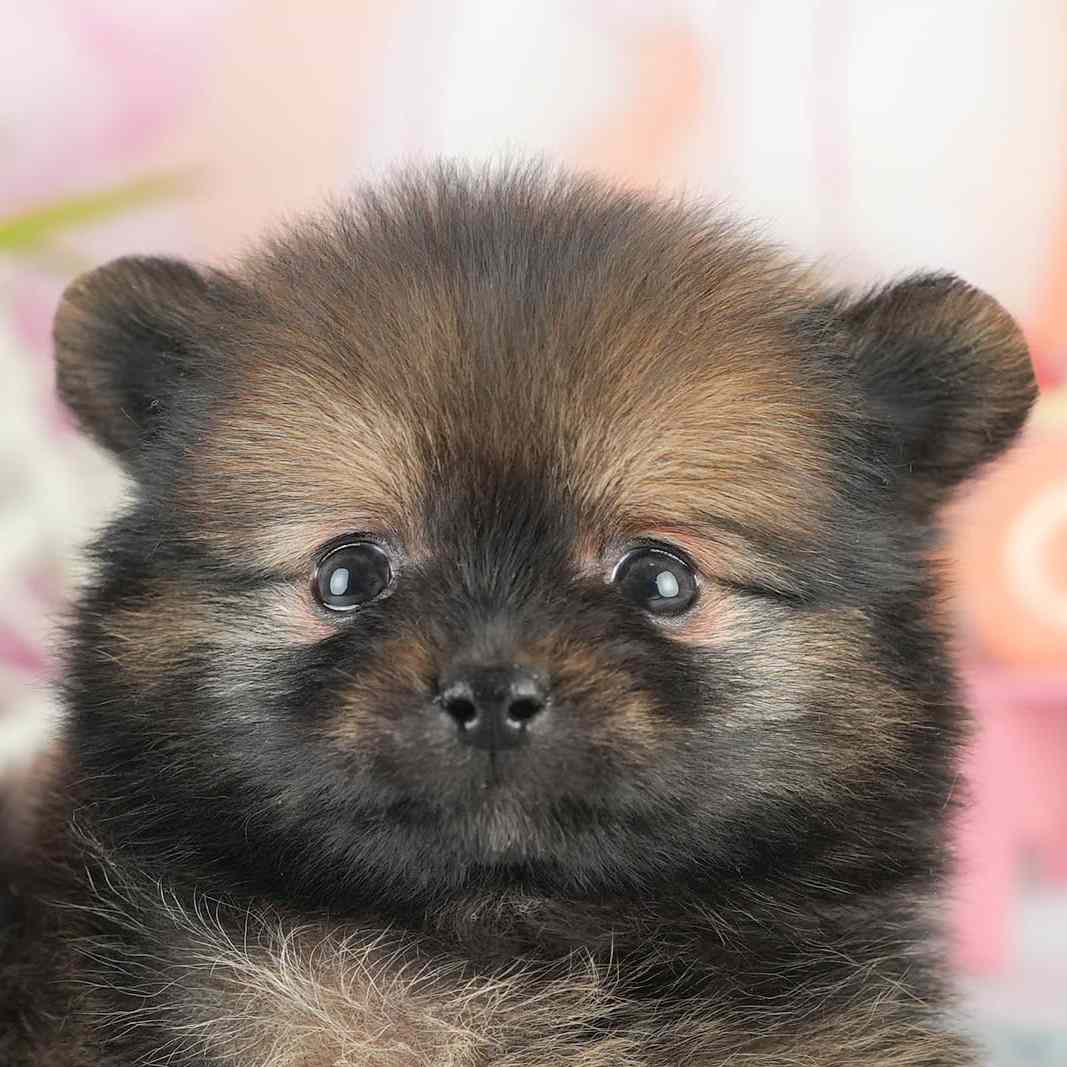 ポメラニアン | 男の子 | オレンジセーブル | 2026年1月28日