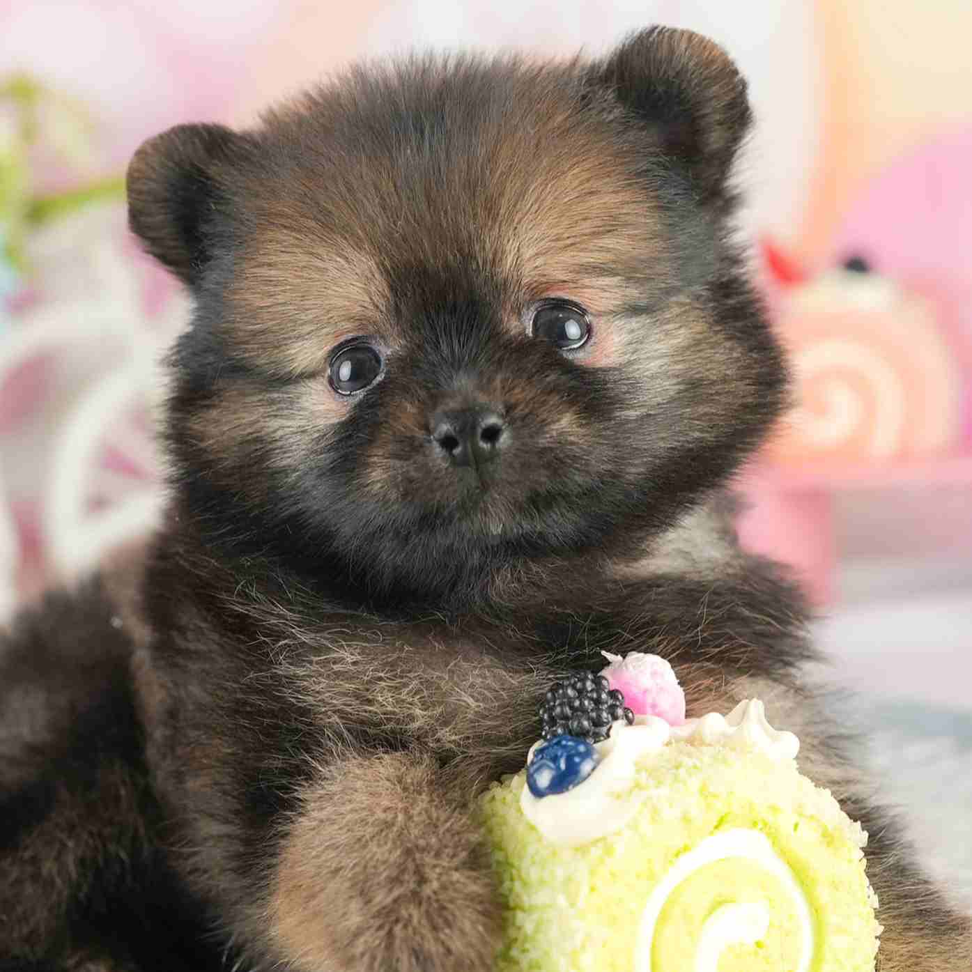 ポメラニアン | 男の子 | オレンジセーブル | 2026年1月28日