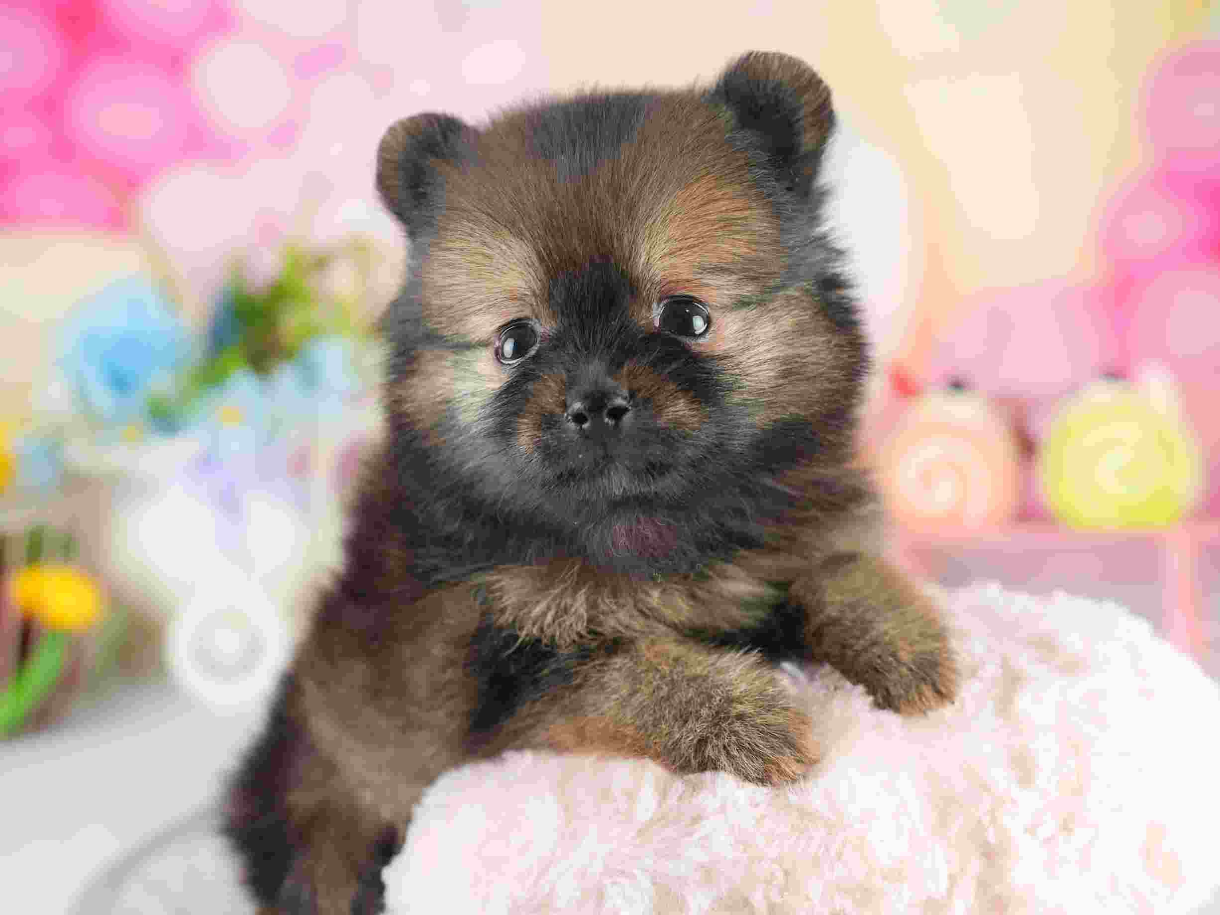 ポメラニアン | 男の子 | オレンジセーブル | 2026年1月28日