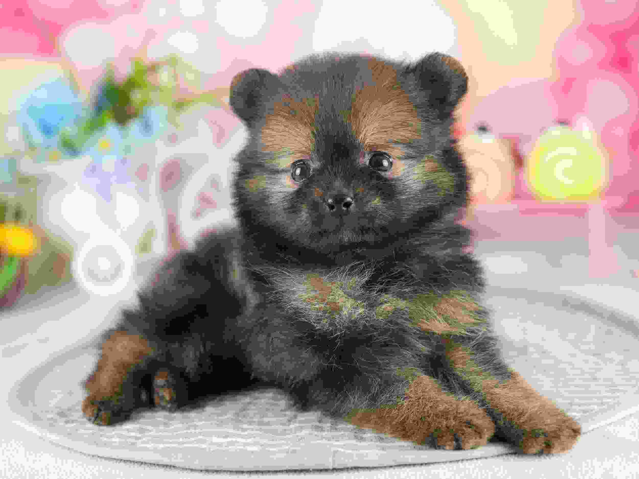 ポメラニアン | 男の子 | オレンジセーブル | 2026年1月28日