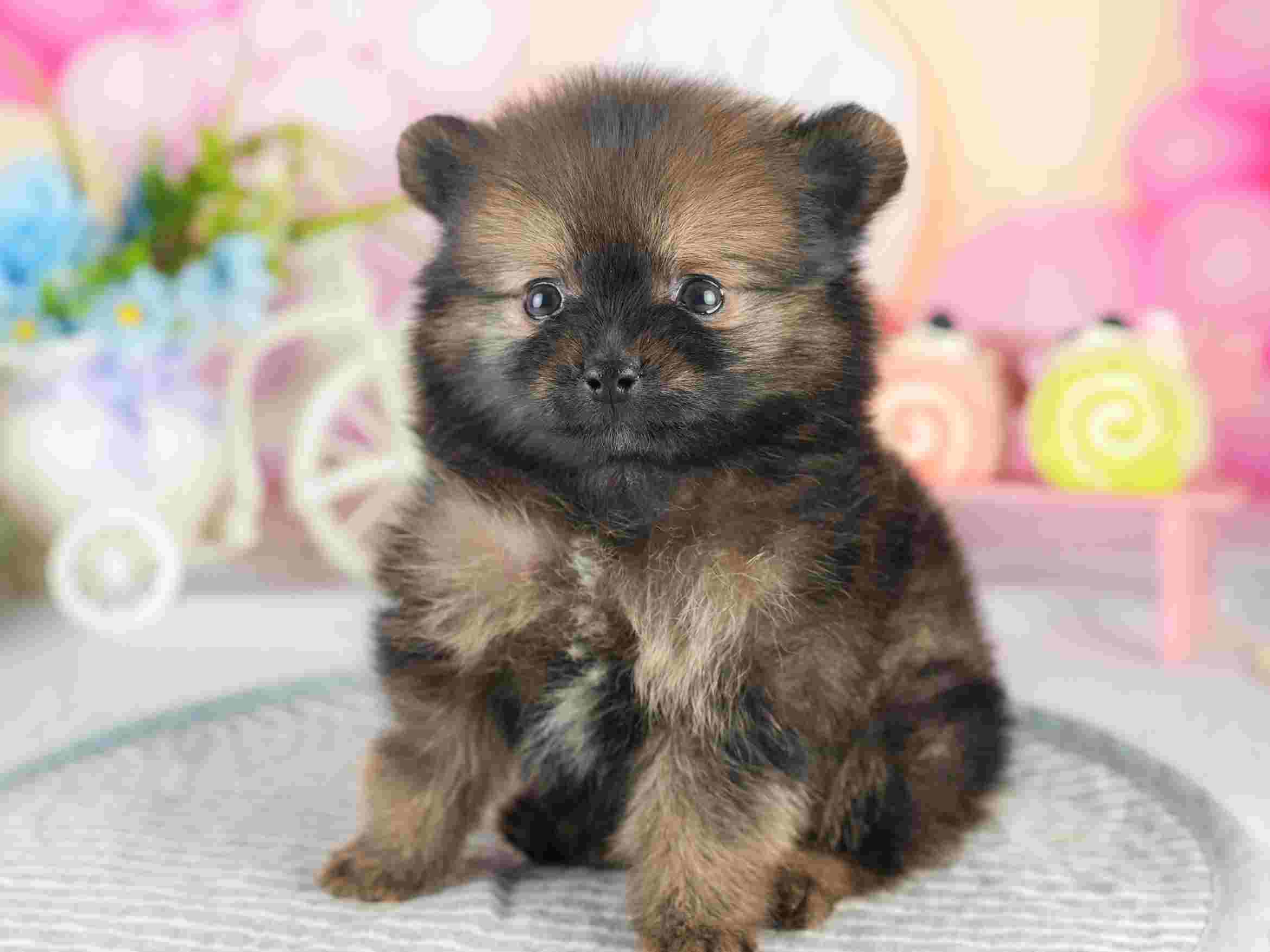 ポメラニアン | 男の子 | オレンジセーブル | 2026年1月28日