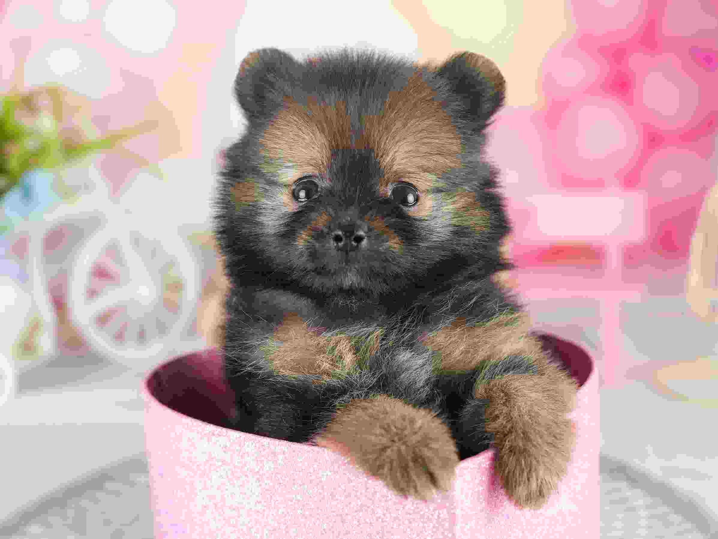 ポメラニアン | 男の子 | オレンジセーブル | 2026年1月28日