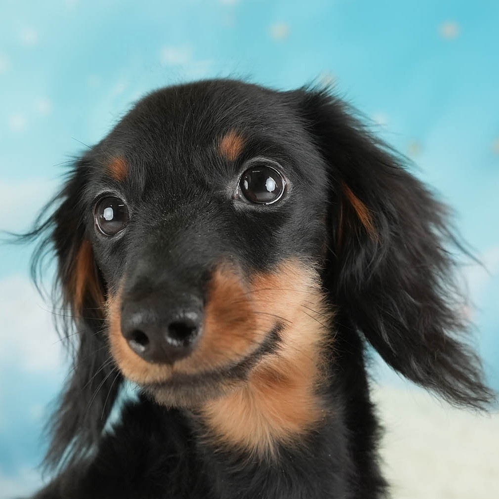 ミニチュア・ダックスフンド(ロング) | 男の子 | ブラック＆タン | 2025年10月5日