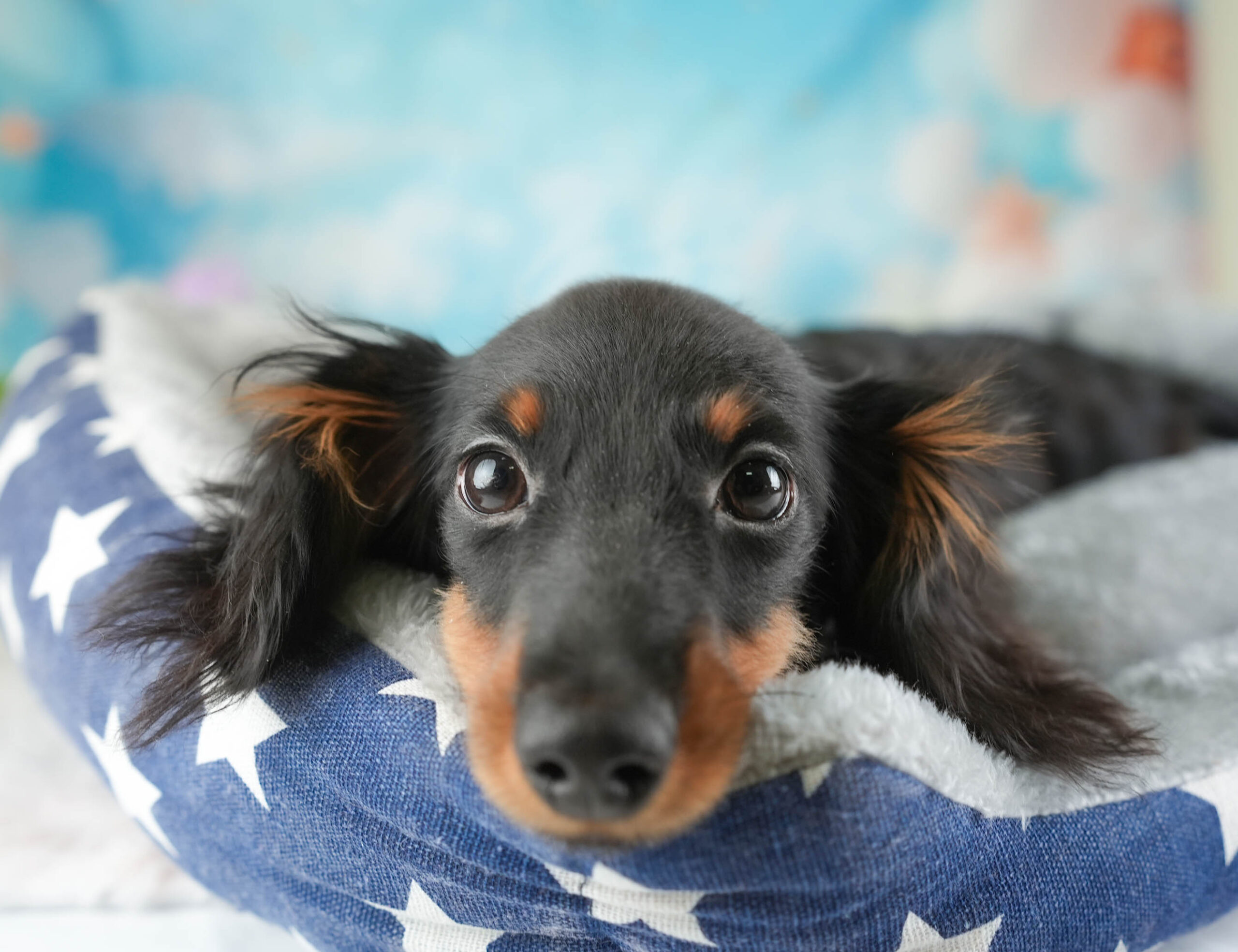 ミニチュア・ダックスフンド(ロング) | 男の子 | ブラック＆タン | 2025年10月5日