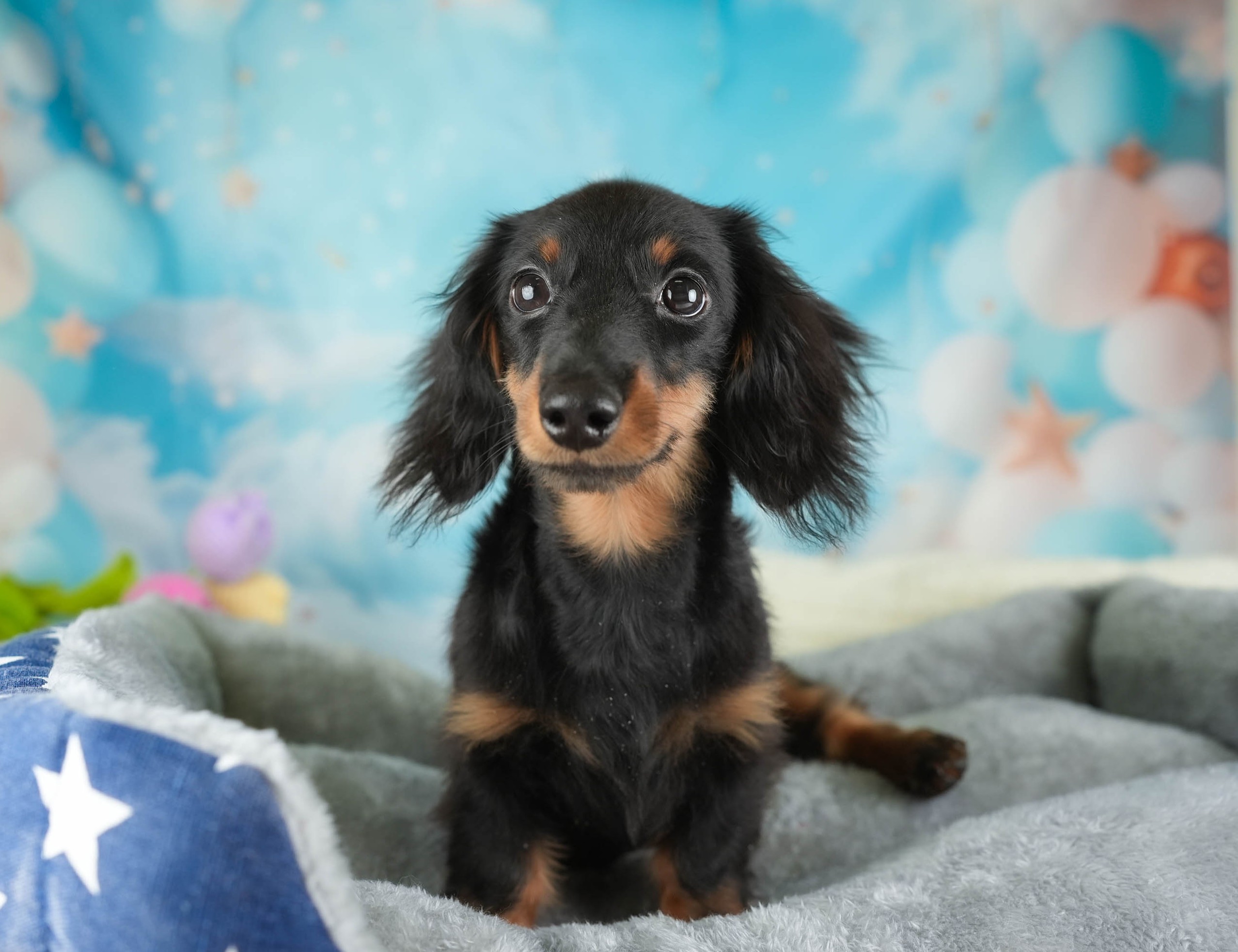 ミニチュア・ダックスフンド(ロング) | 男の子 | ブラック＆タン | 2025年10月5日