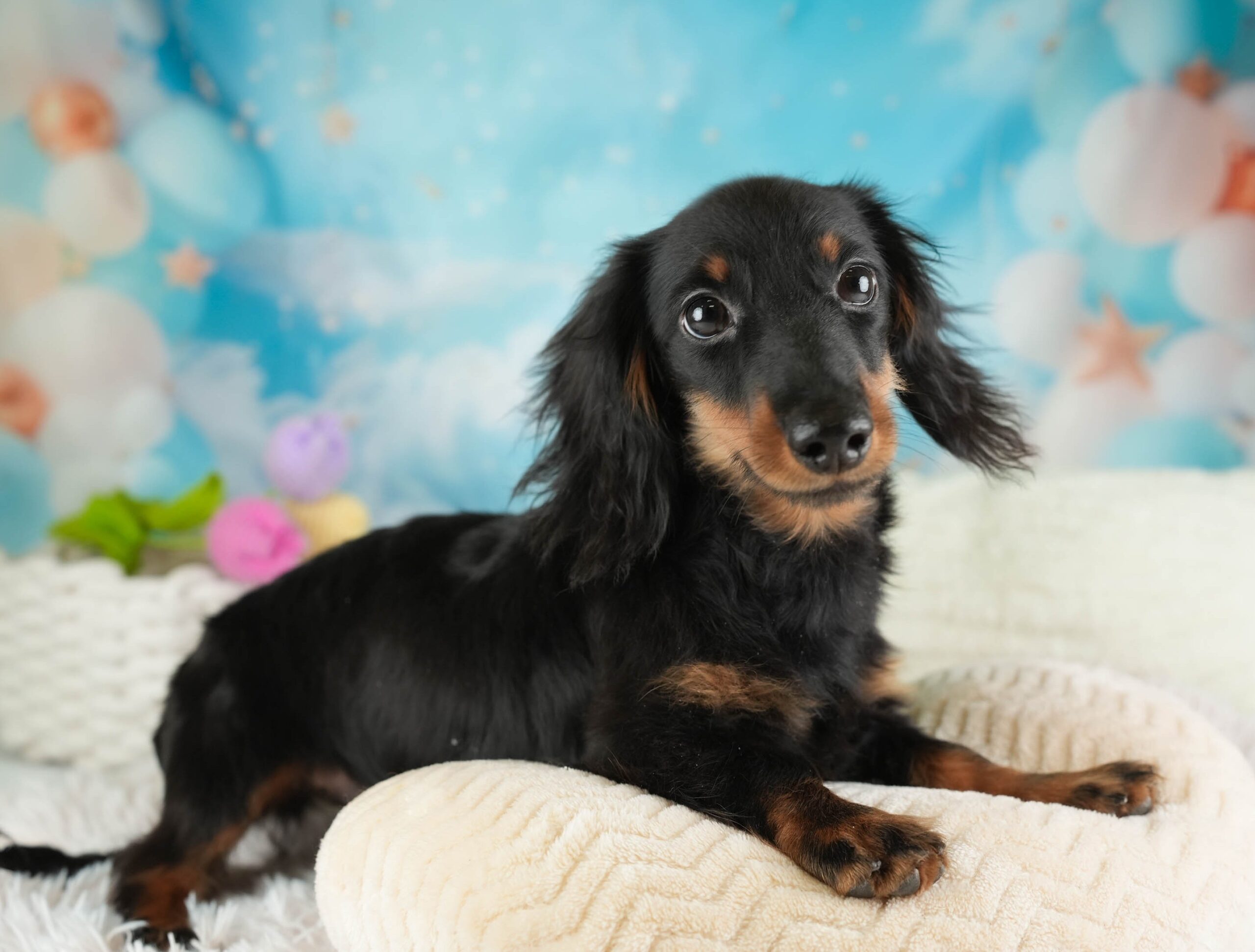 ミニチュア・ダックスフンド(ロング) | 男の子 | ブラック＆タン | 2025年10月5日