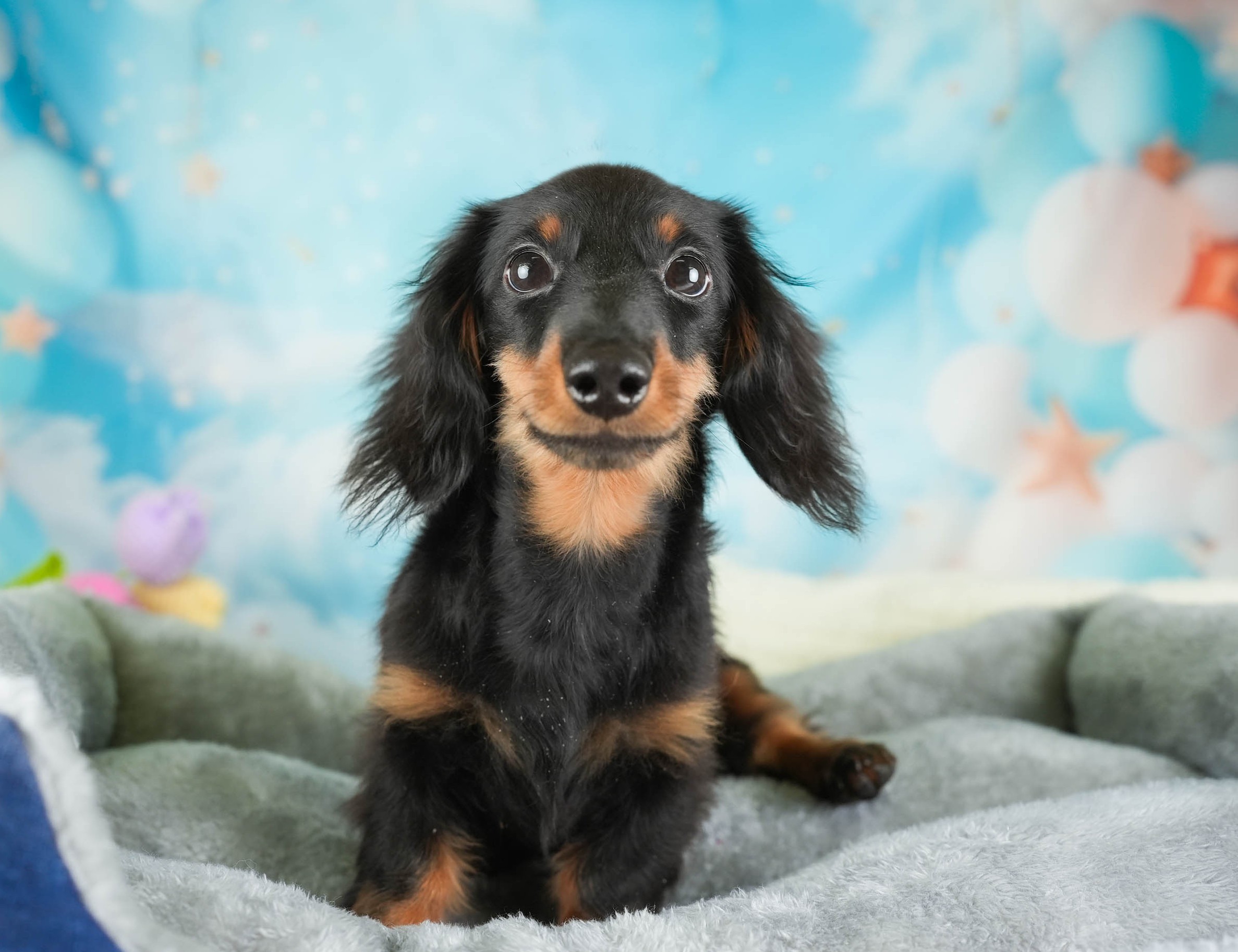 ミニチュア・ダックスフンド(ロング) | 男の子 | ブラック＆タン | 2025年10月5日