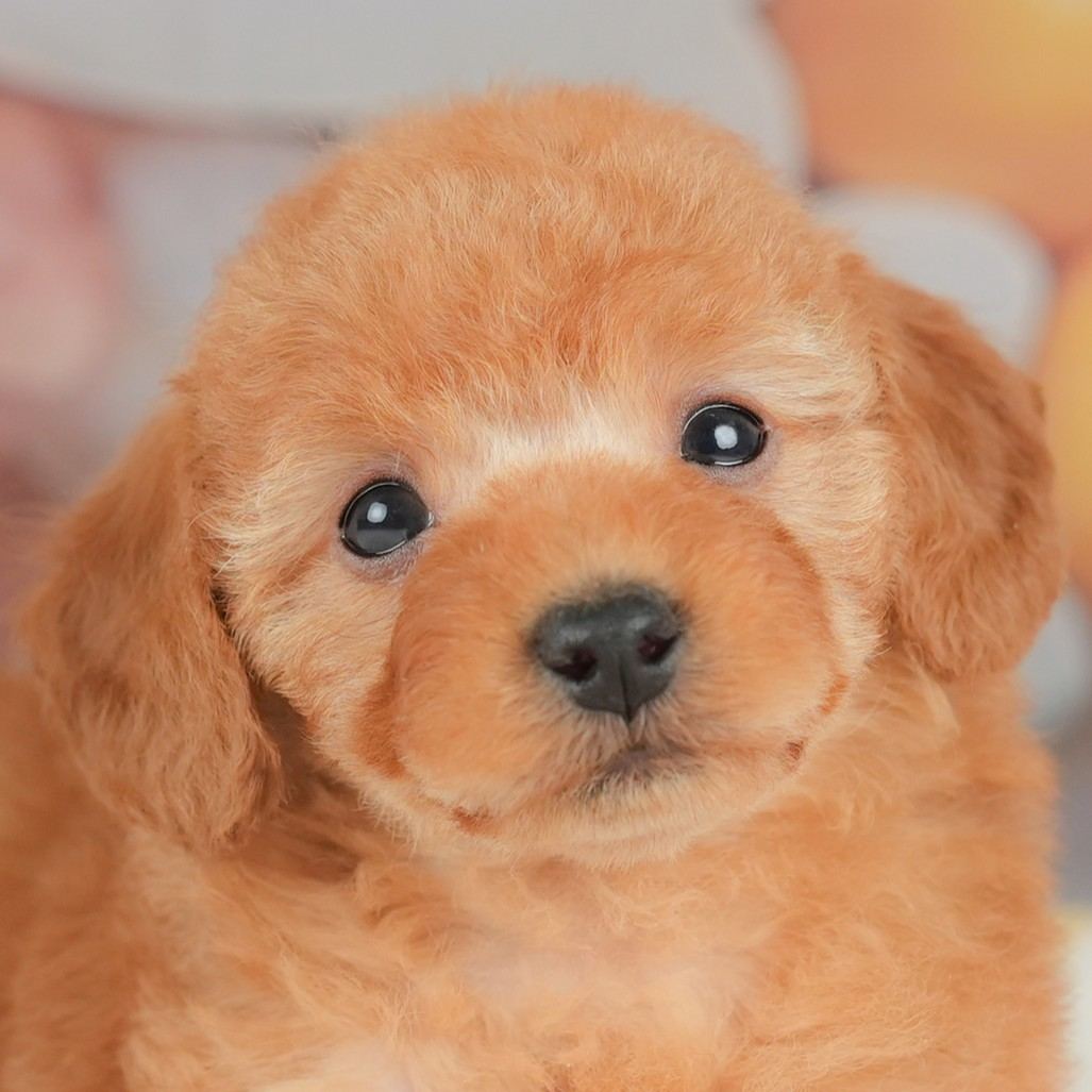 トイ・プードル | 女の子 | レッド | 2025年11月8日