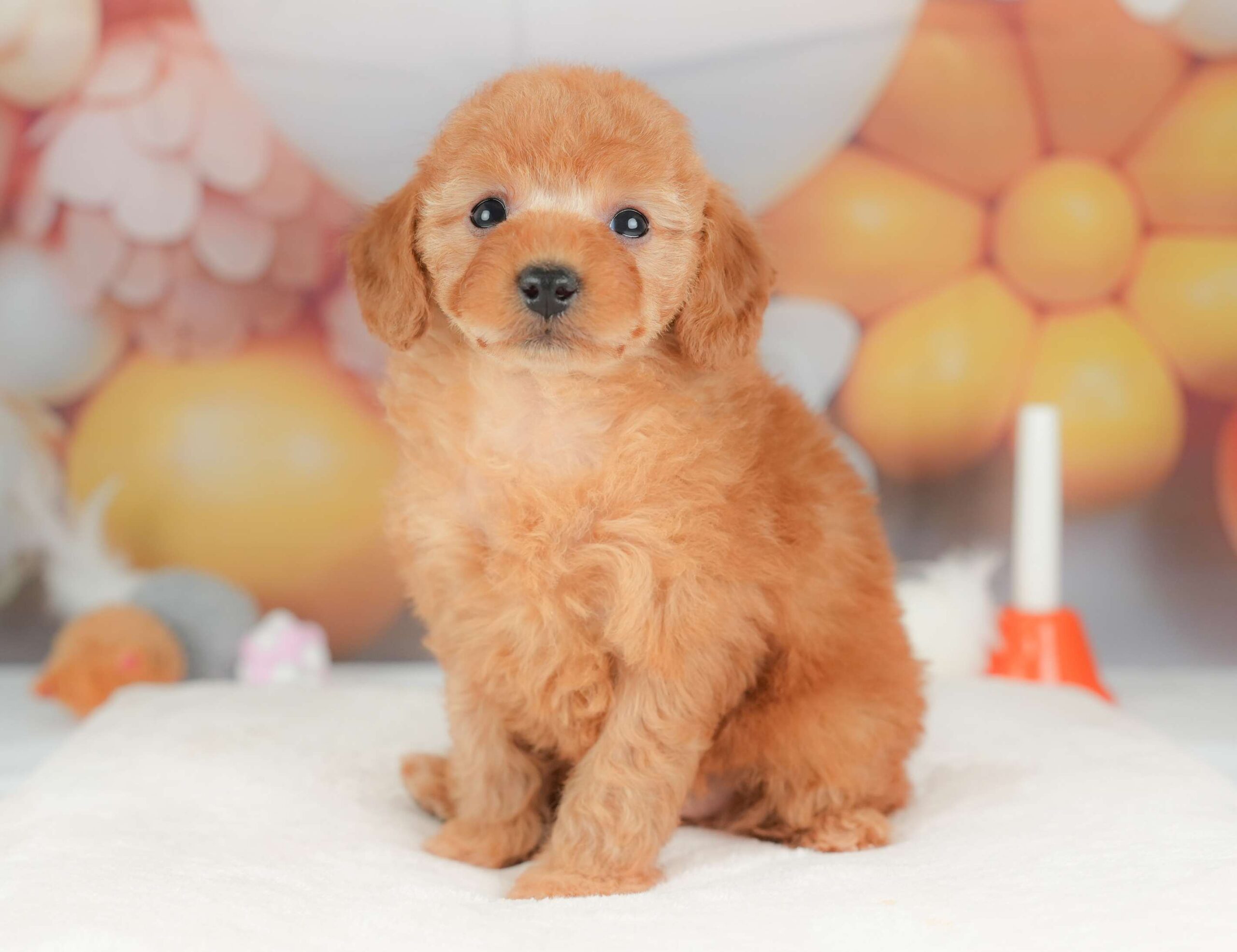 トイ・プードル | 女の子 | レッド | 2025年11月8日