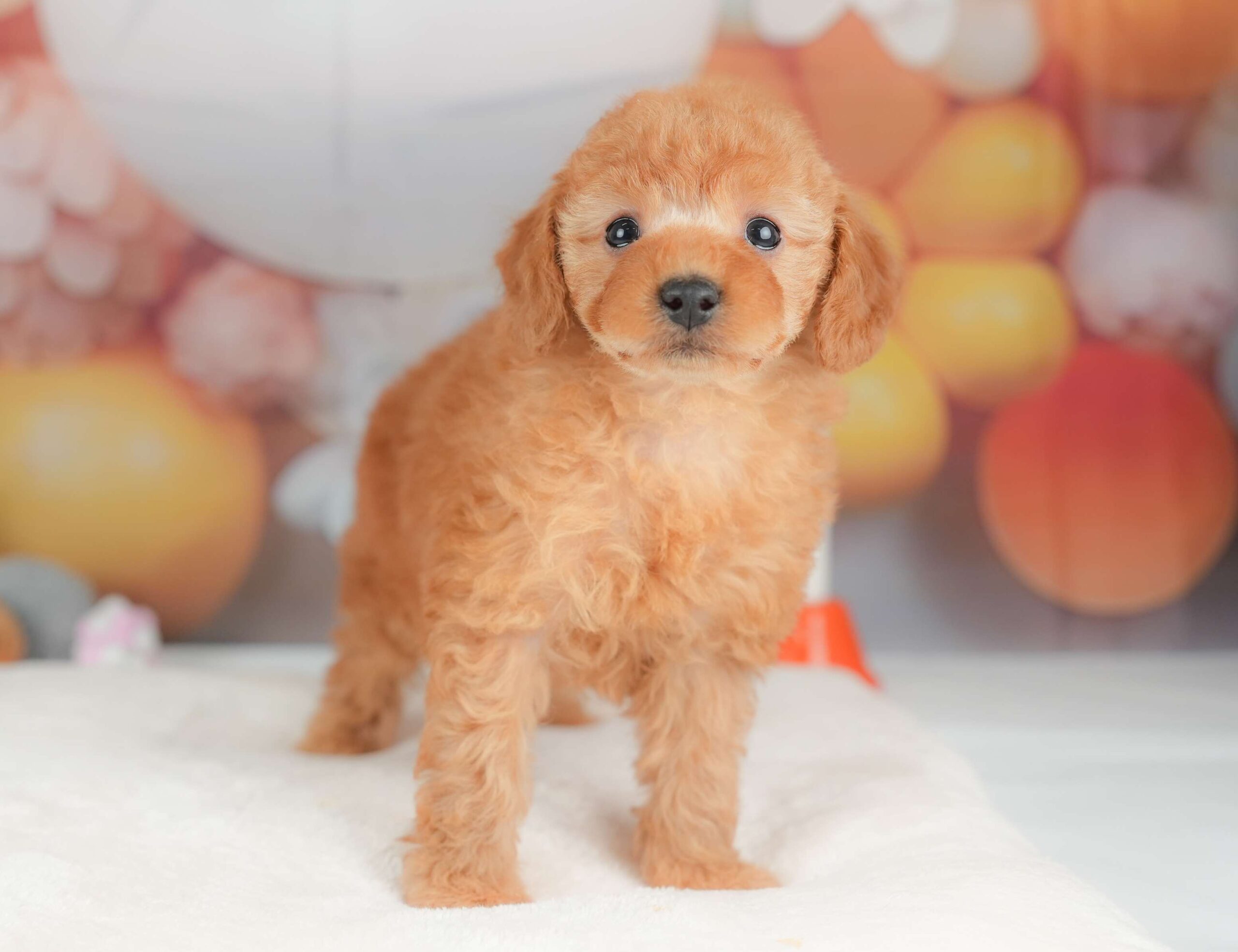 トイ・プードル | 女の子 | レッド | 2025年11月8日