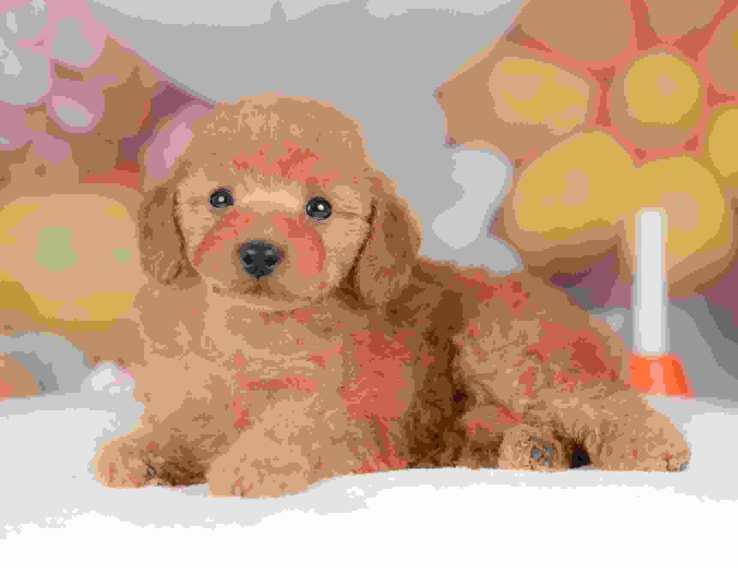 トイ・プードル | 女の子 | レッド | 2025年11月8日