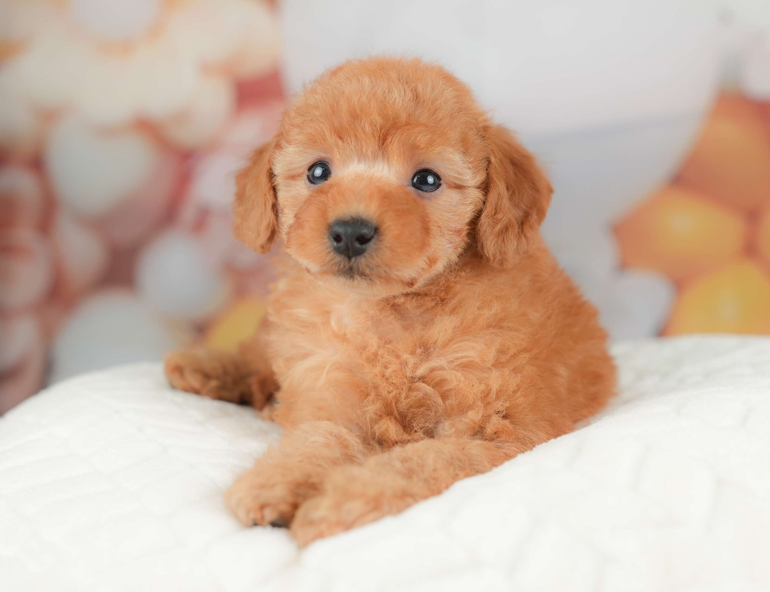 トイ・プードル | 女の子 | レッド | 2025年11月8日