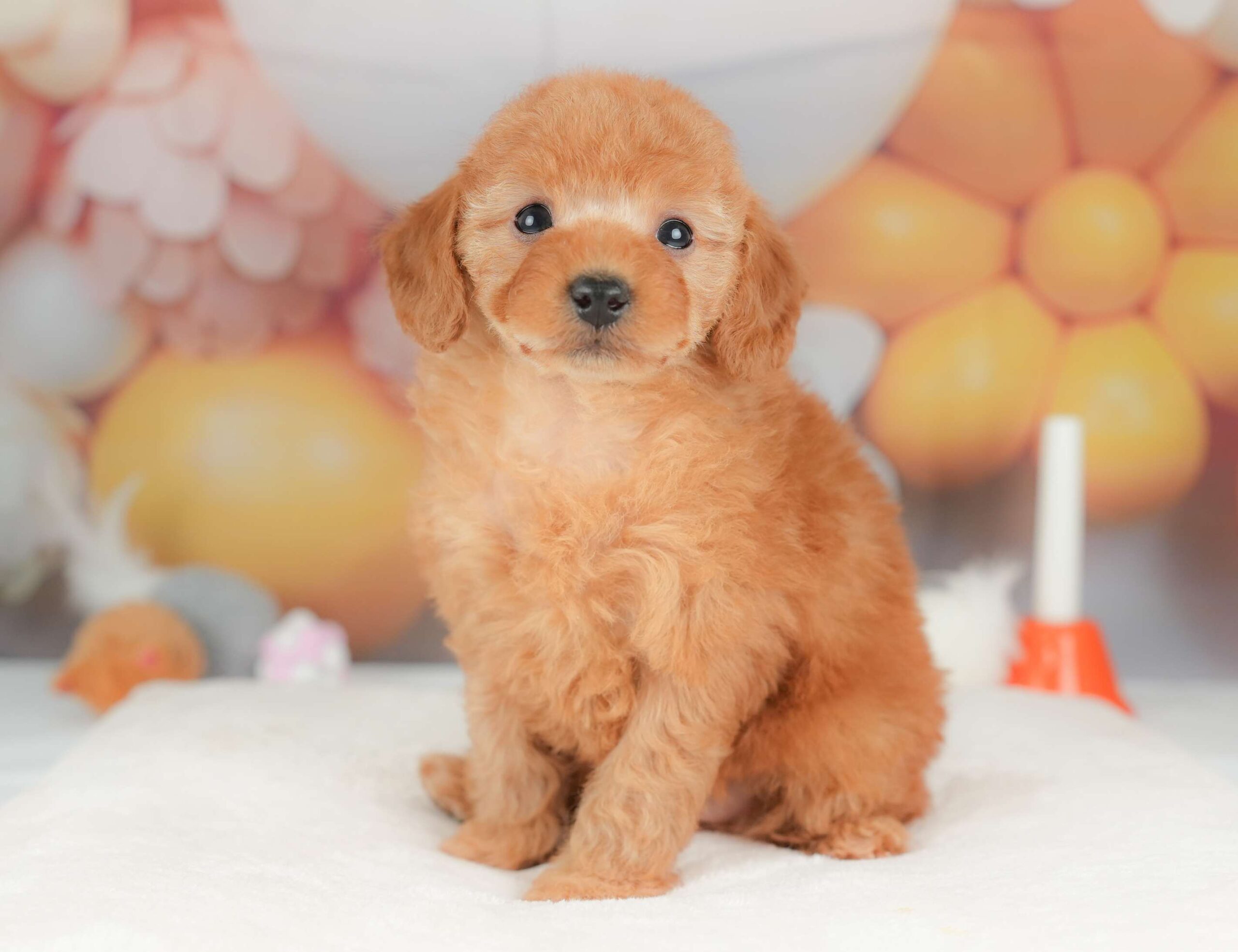 トイ・プードル | 女の子 | レッド | 2025年11月8日