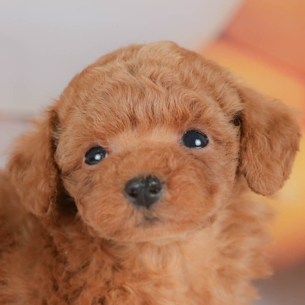 トイ・プードル | 男の子 | レッド | 2025年11月13日