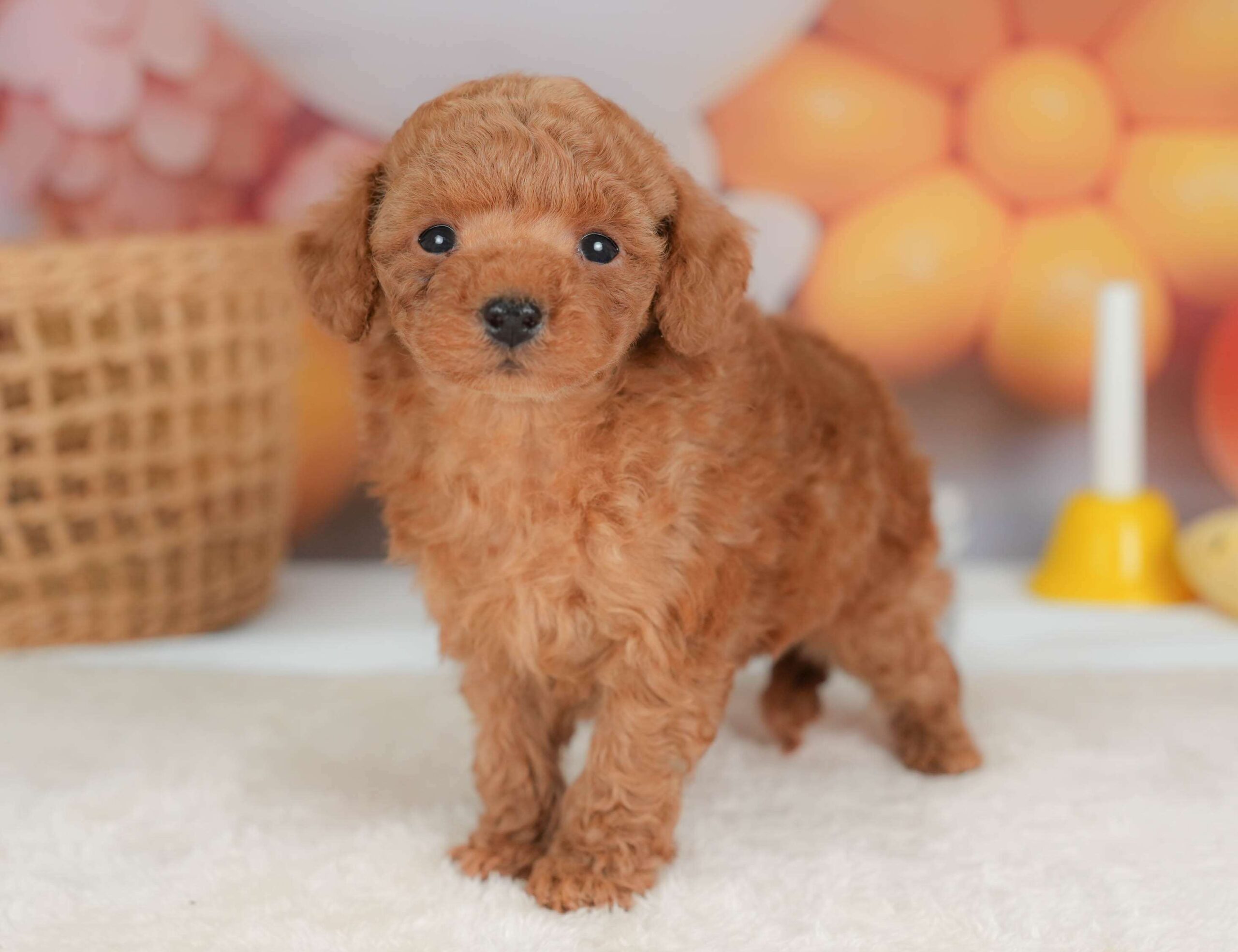 トイ・プードル | 男の子 | レッド | 2025年11月13日