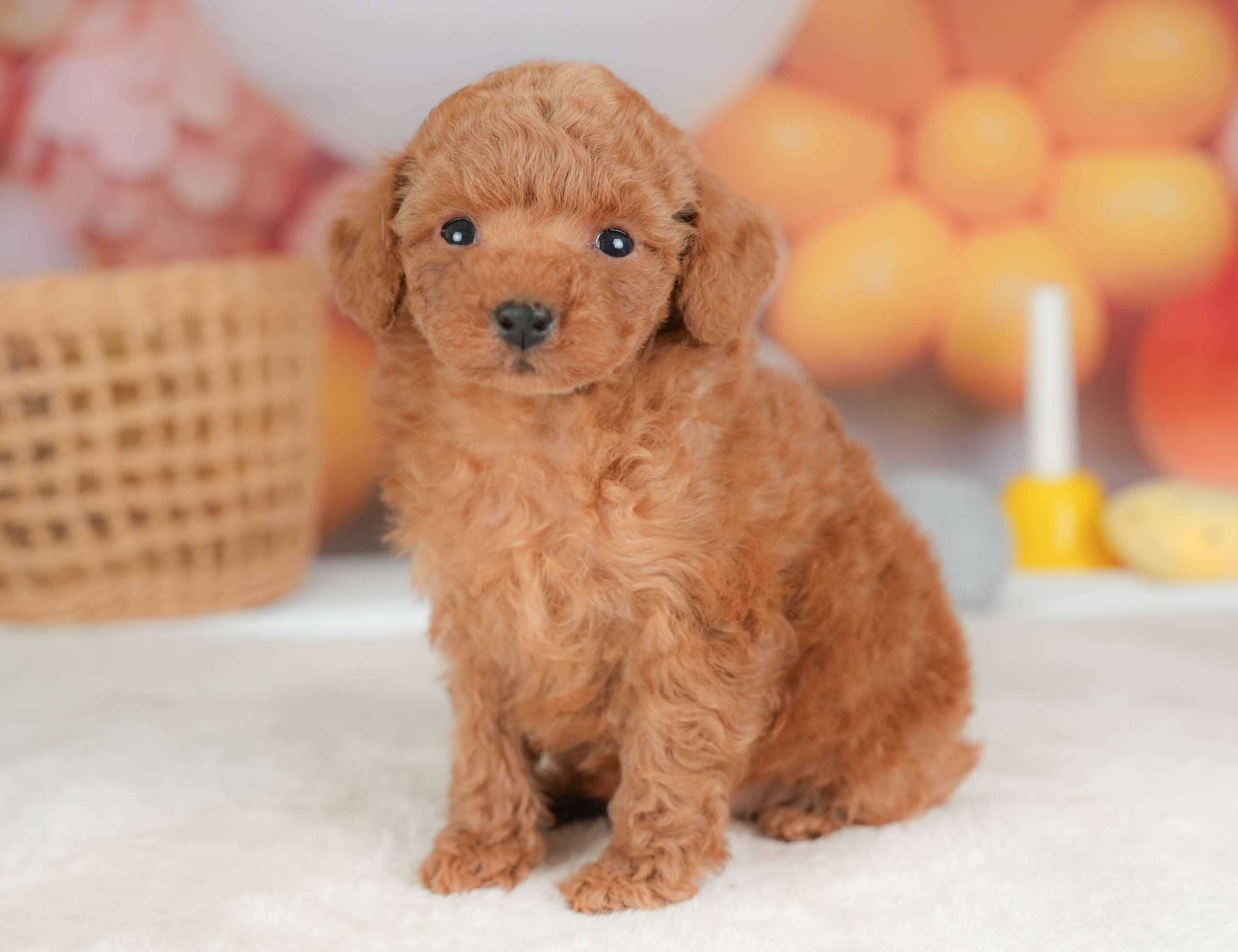 トイ・プードル | 男の子 | レッド | 2025年11月13日