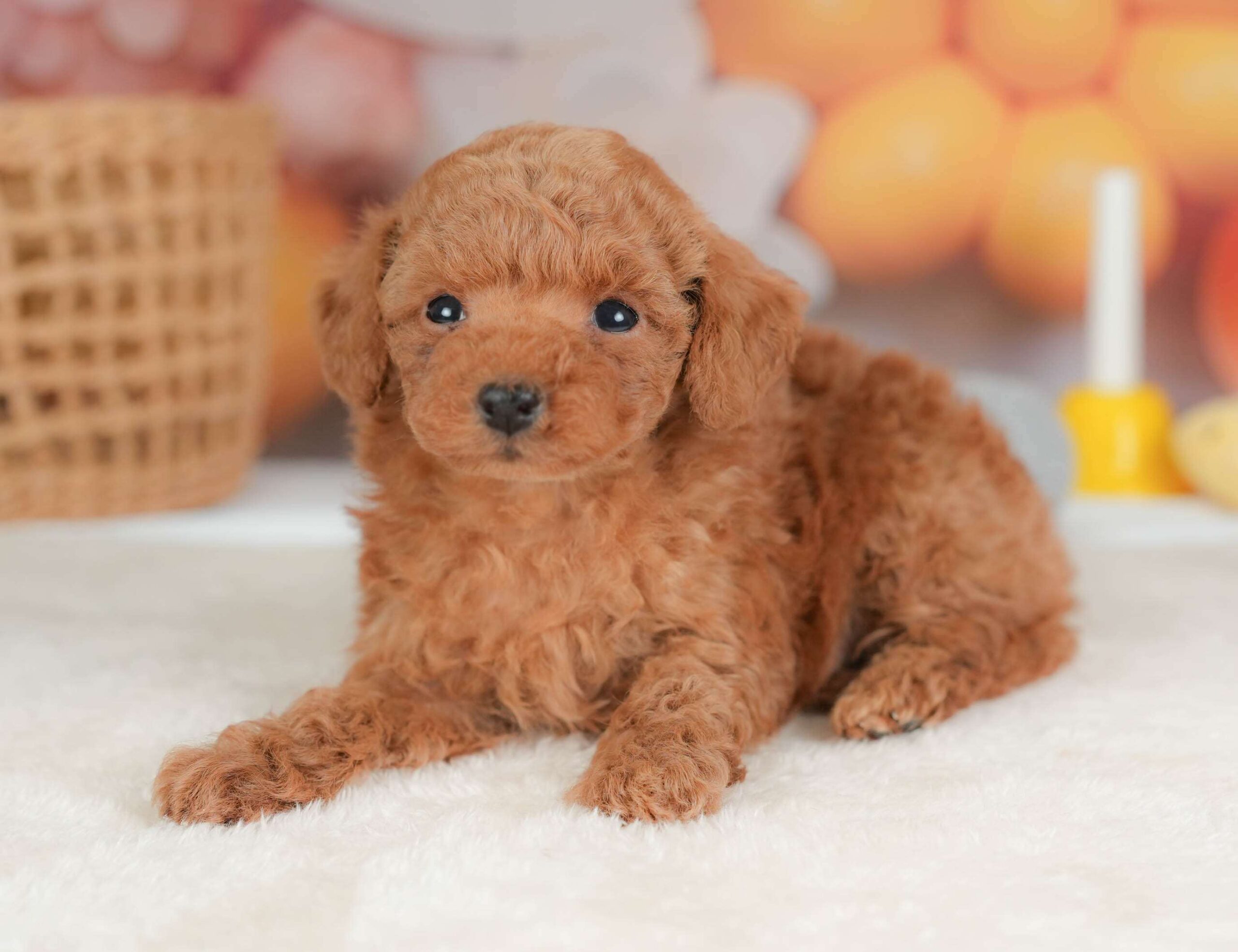 トイ・プードル | 男の子 | レッド | 2025年11月13日