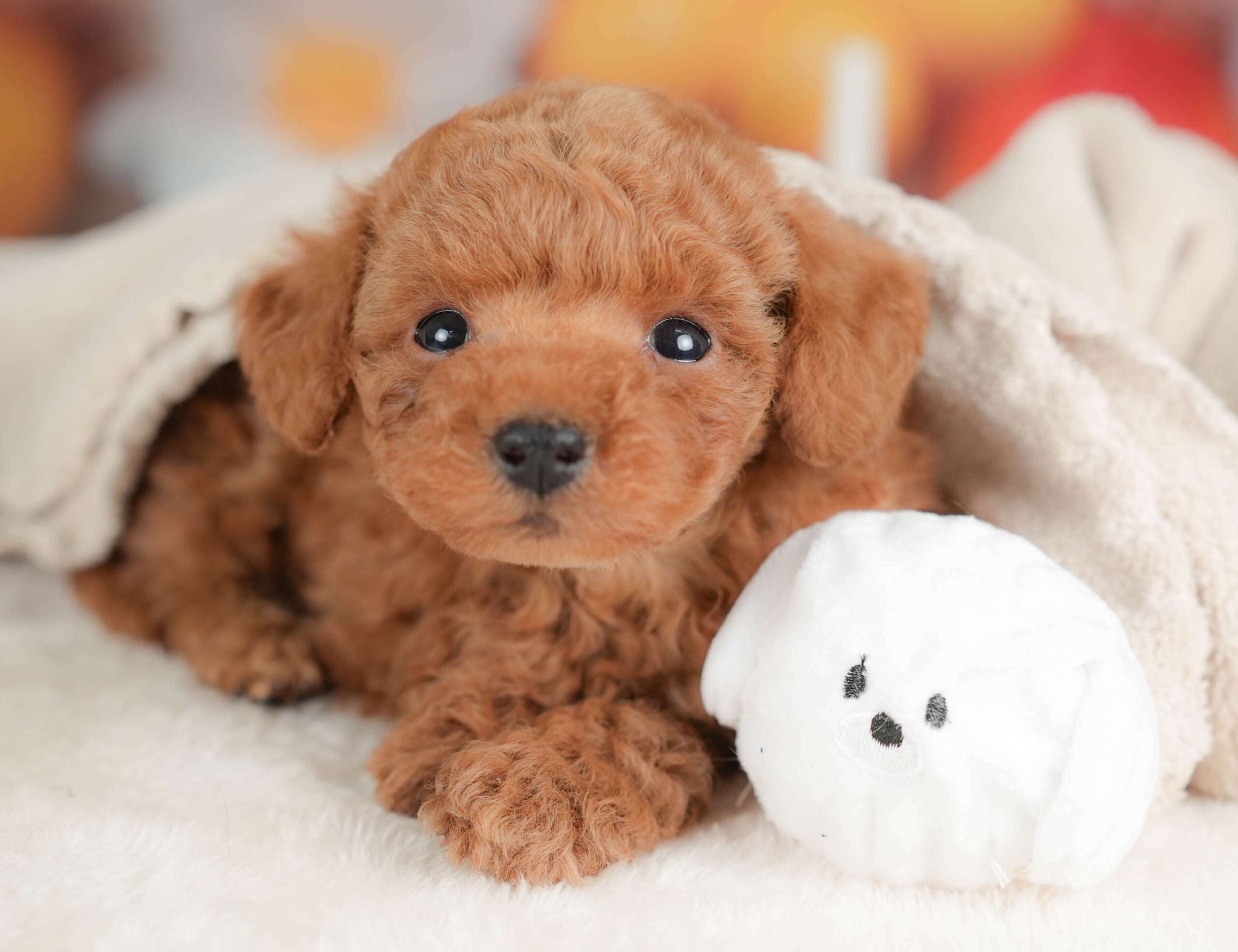 トイ・プードル | 男の子 | レッド | 2025年11月13日