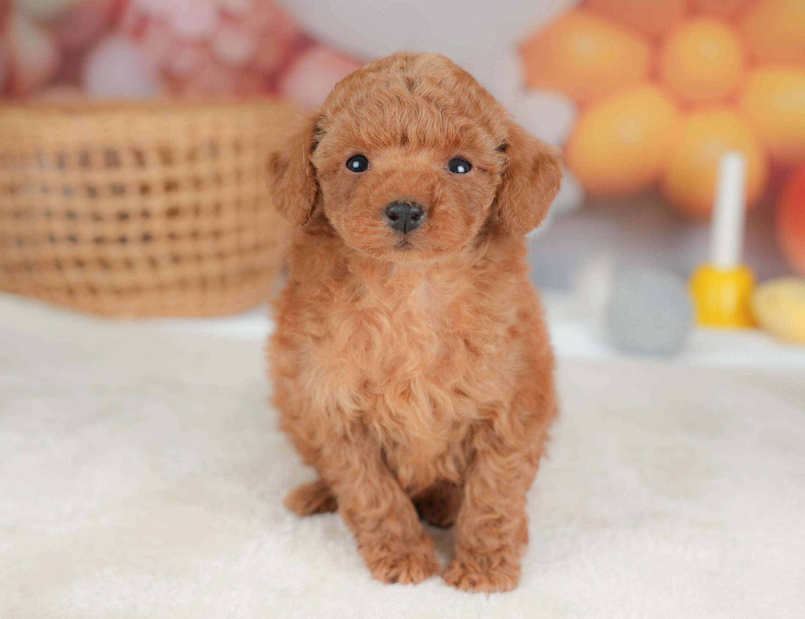 トイ・プードル | 男の子 | レッド | 2025年11月13日