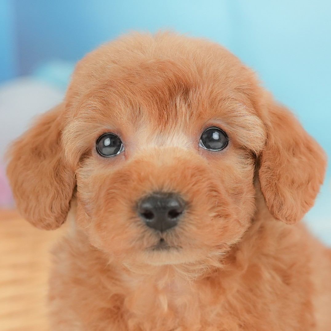 トイ・プードル | 女の子 | レッド | 2025年11月18日