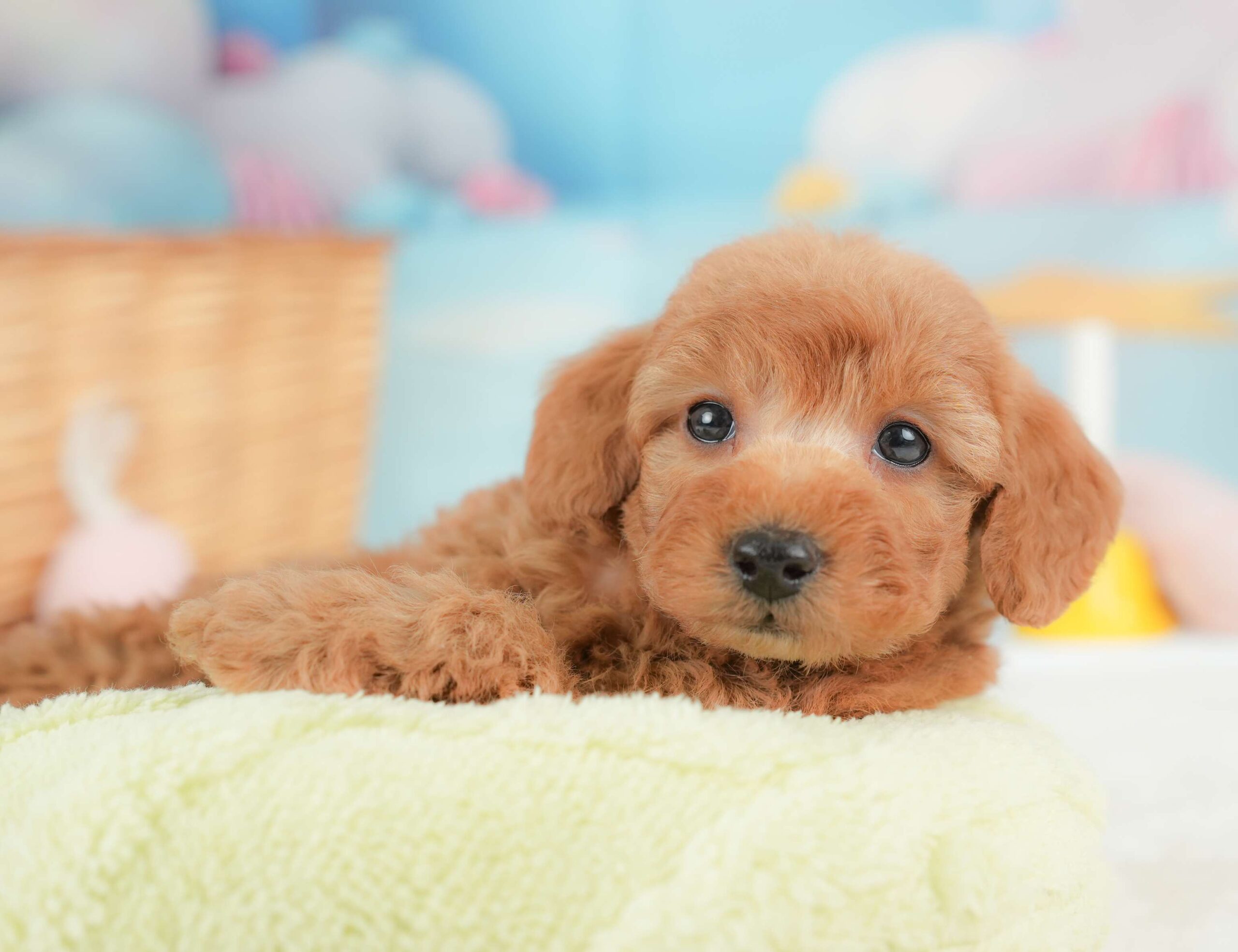 トイ・プードル | 女の子 | レッド | 2025年11月18日