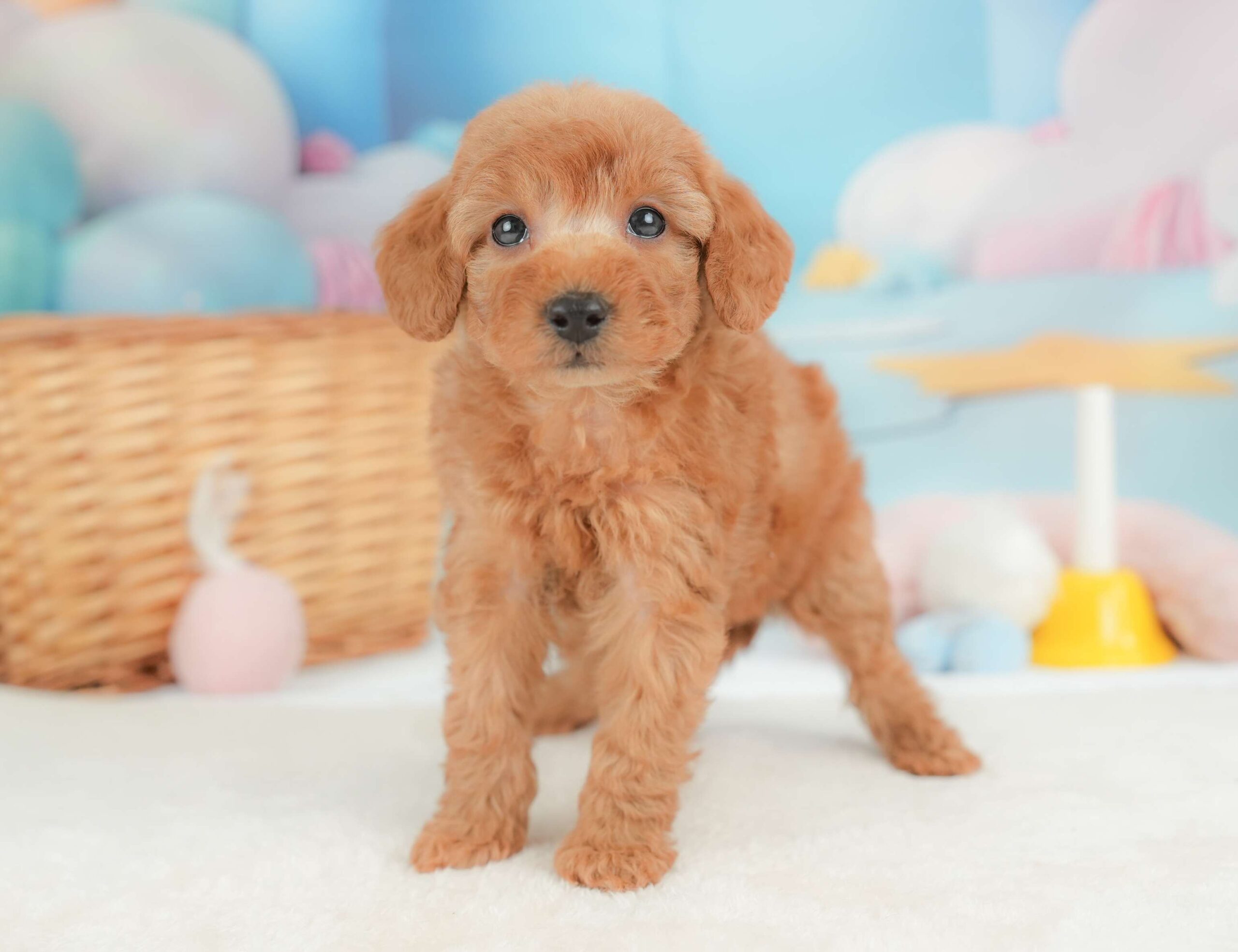 トイ・プードル | 女の子 | レッド | 2025年11月18日