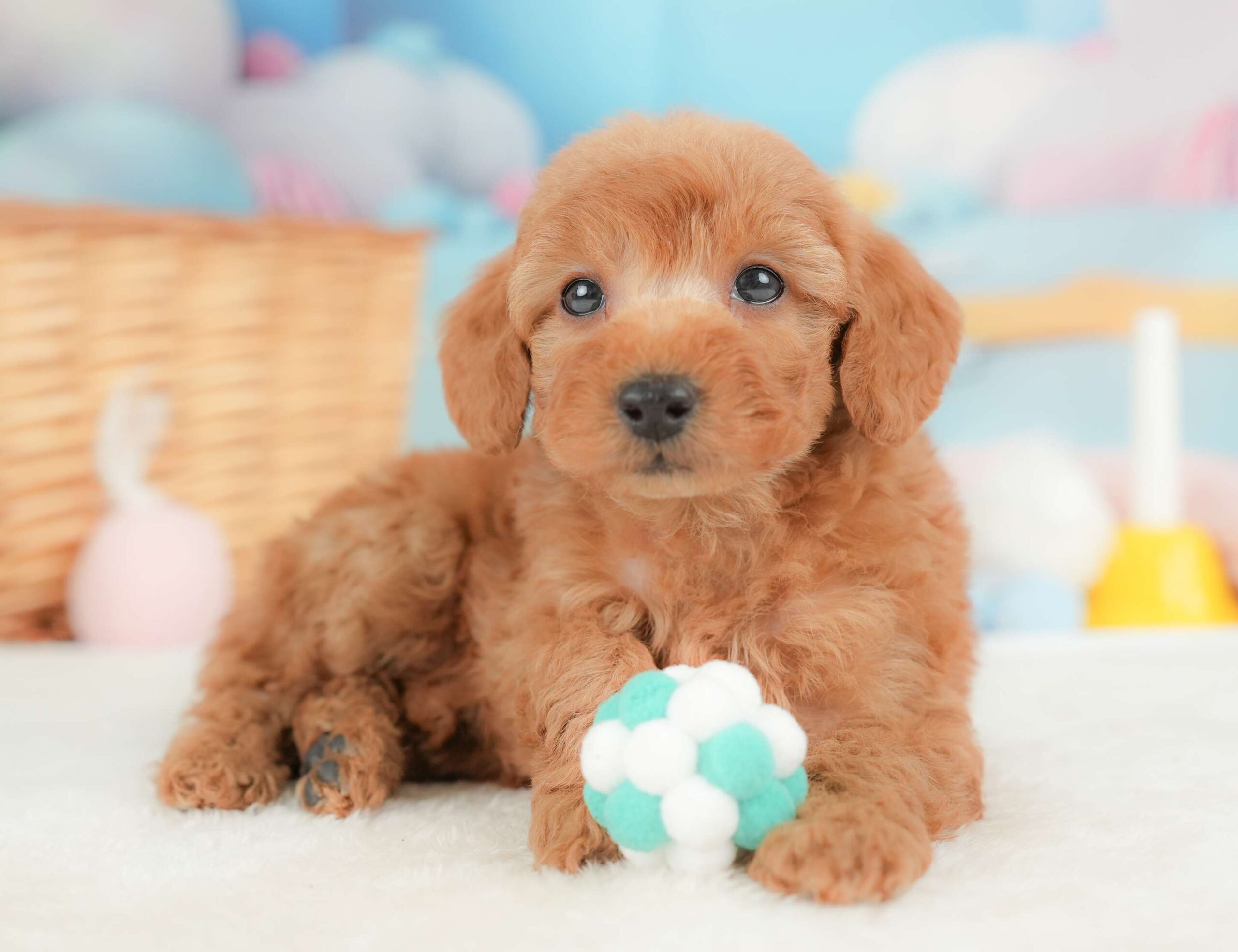 トイ・プードル | 女の子 | レッド | 2025年11月18日